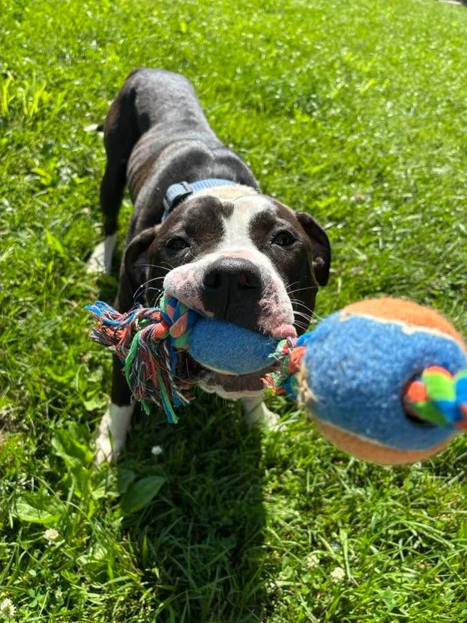 Enlarge Macho Man, a Adoptable American Staffordshire Terrier in O Fallon, IL image 3/3