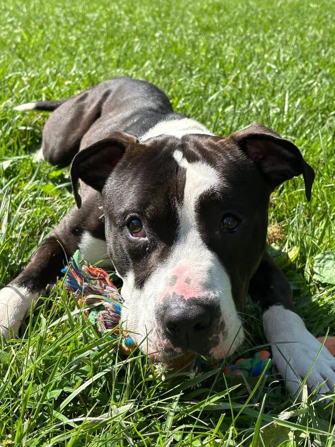 Macho Man, Adoptable, Adult Male American Staffordshire Terrier.