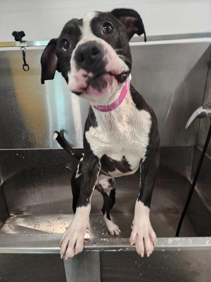 Enlarge Macho Man, a Adoptable American Staffordshire Terrier in O Fallon, IL image 2/3