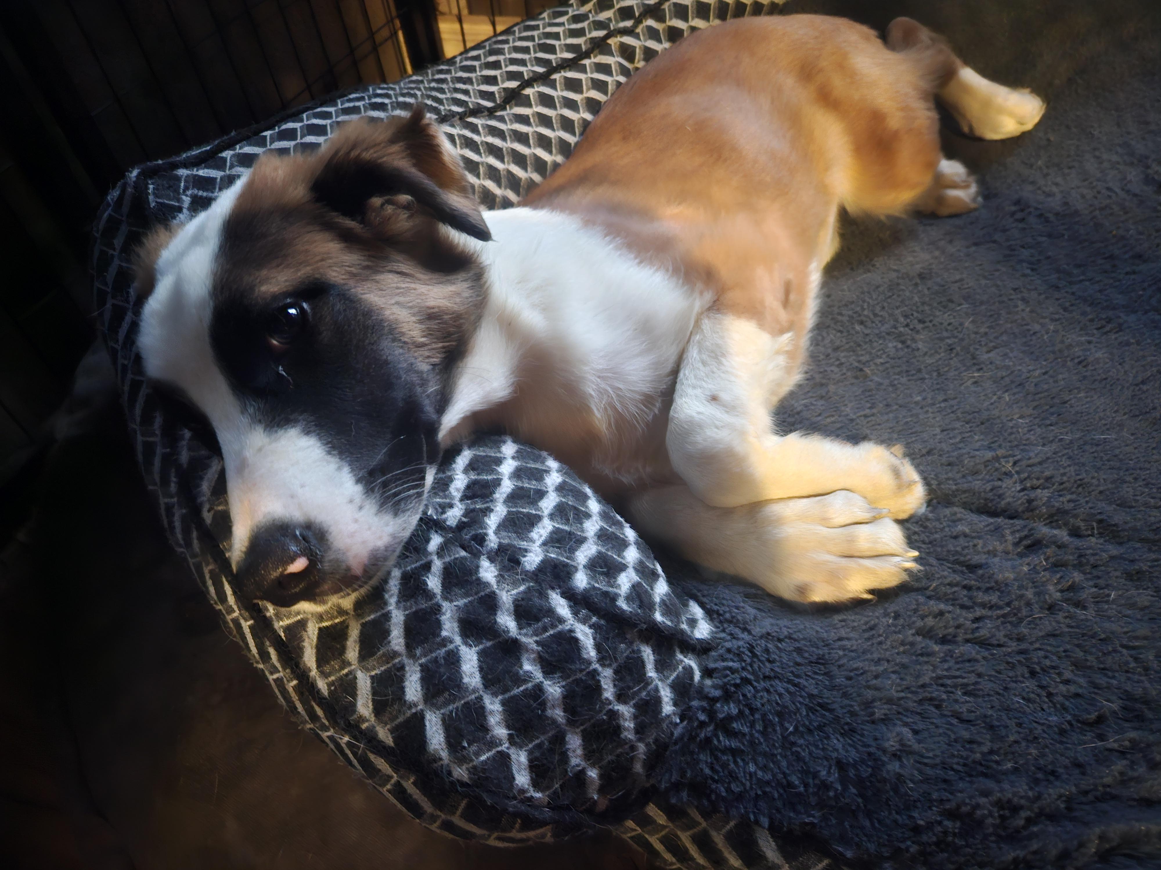 Enlarge Truffles, a Adoptable mixed breed in Sharon, CT image 4/5