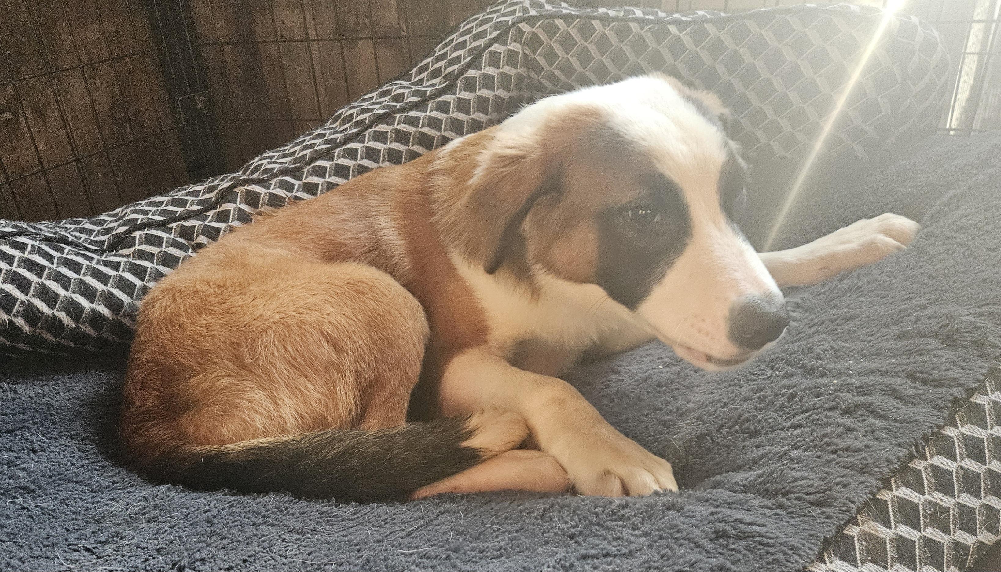 Enlarge Truffles, a Adoptable mixed breed in Sharon, CT image 5/5