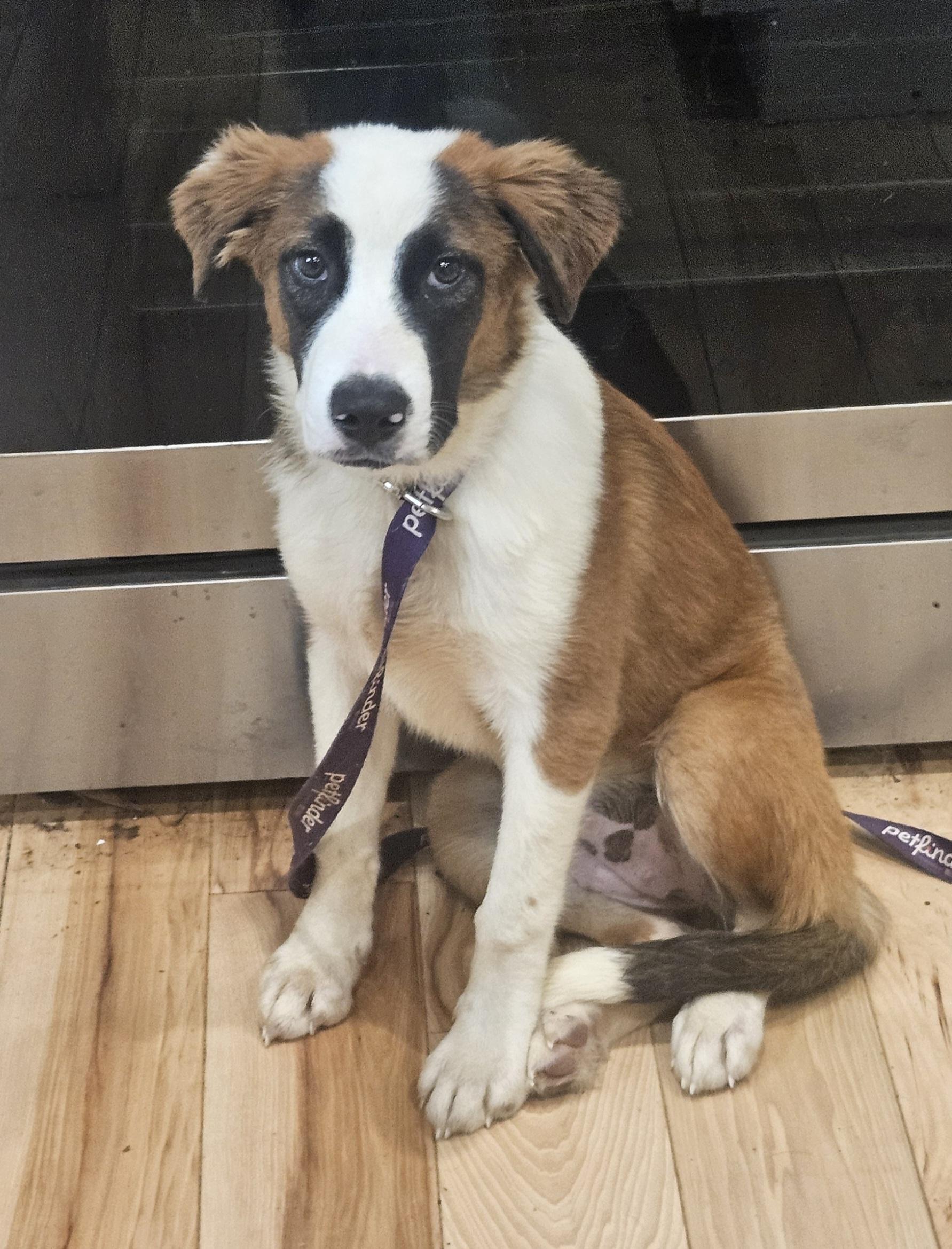 Enlarge Truffles, a Adoptable mixed breed in Sharon, CT image 1/5