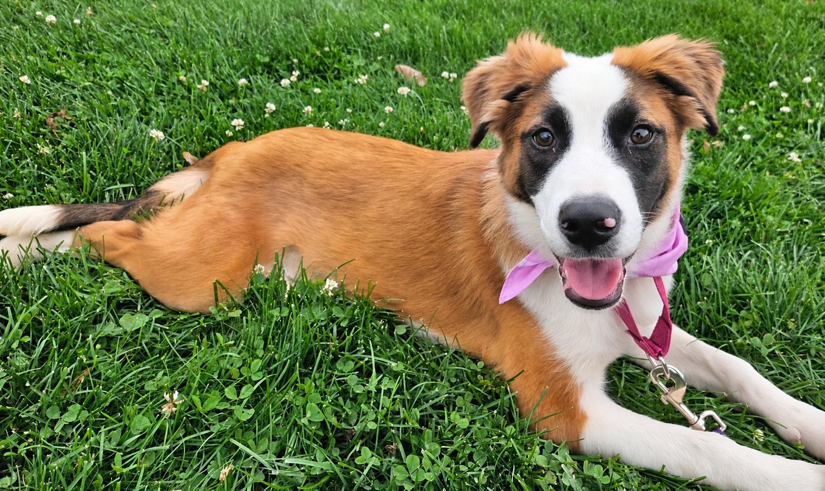 Truffles, Adoptable, Puppy Female Labrador Retriever & Australian Shepherd.