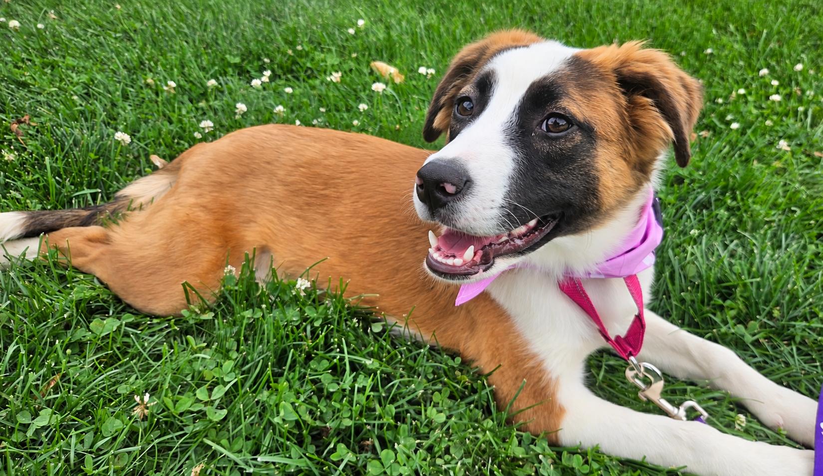 Enlarge Truffles, a Adoptable mixed breed in Sharon, CT image 2/5