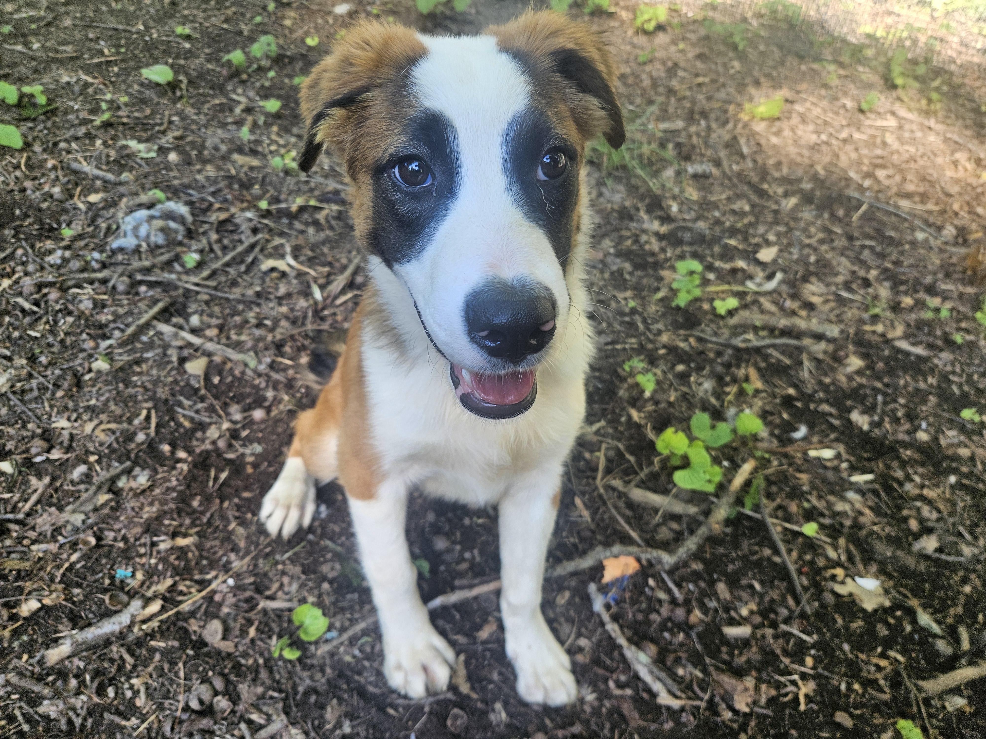 Enlarge Truffles, a Adoptable mixed breed in Sharon, CT image 2/5
