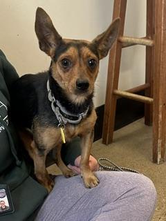 Enlarge Scooter Pie, a Adoptable mixed breed in Cleveland, OH image 1/2