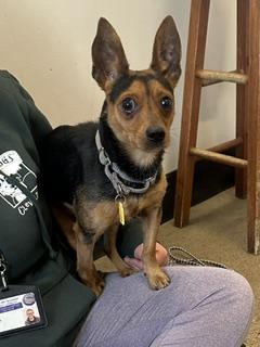 Enlarge Scooter Pie, a Adoptable mixed breed in Cleveland, OH image 2/2