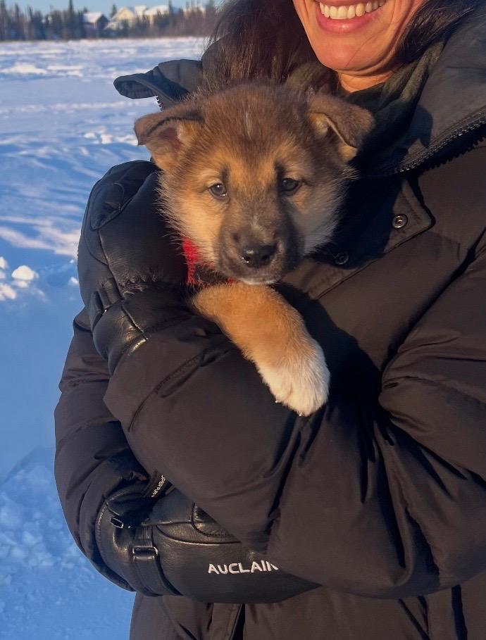 Marlin, Adoptable, Puppy Male Husky & Shepherd.