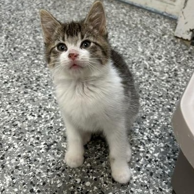 Bell, ADOPTABLE, Kitten Female Domestic Short Hair.