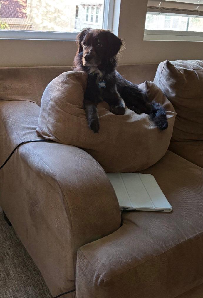 Gracie, Adopted, Adult Female English Cocker Spaniel & Cocker Spaniel.