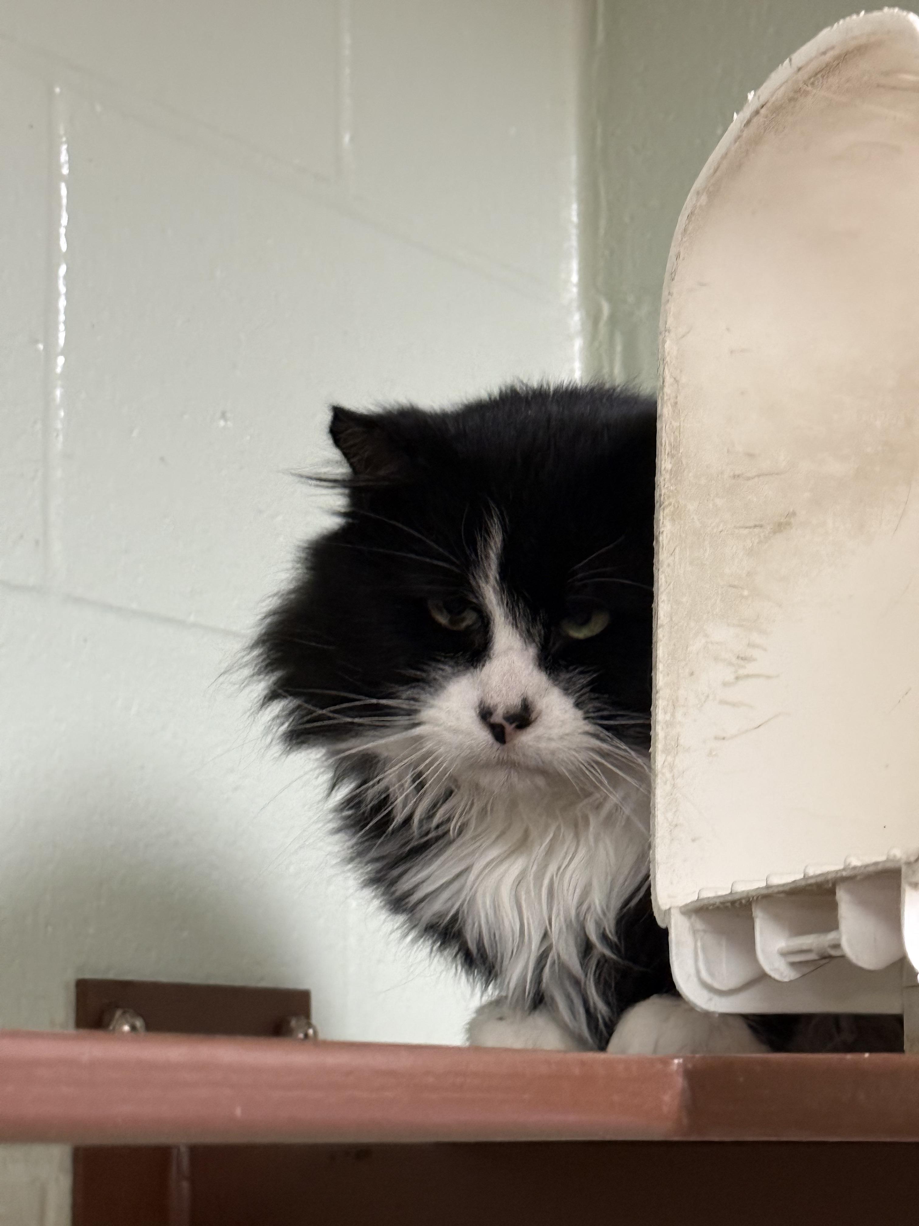 Enlarge Bear, a Adoptable Domestic Long Hair in Brownsville, VT image 1/1