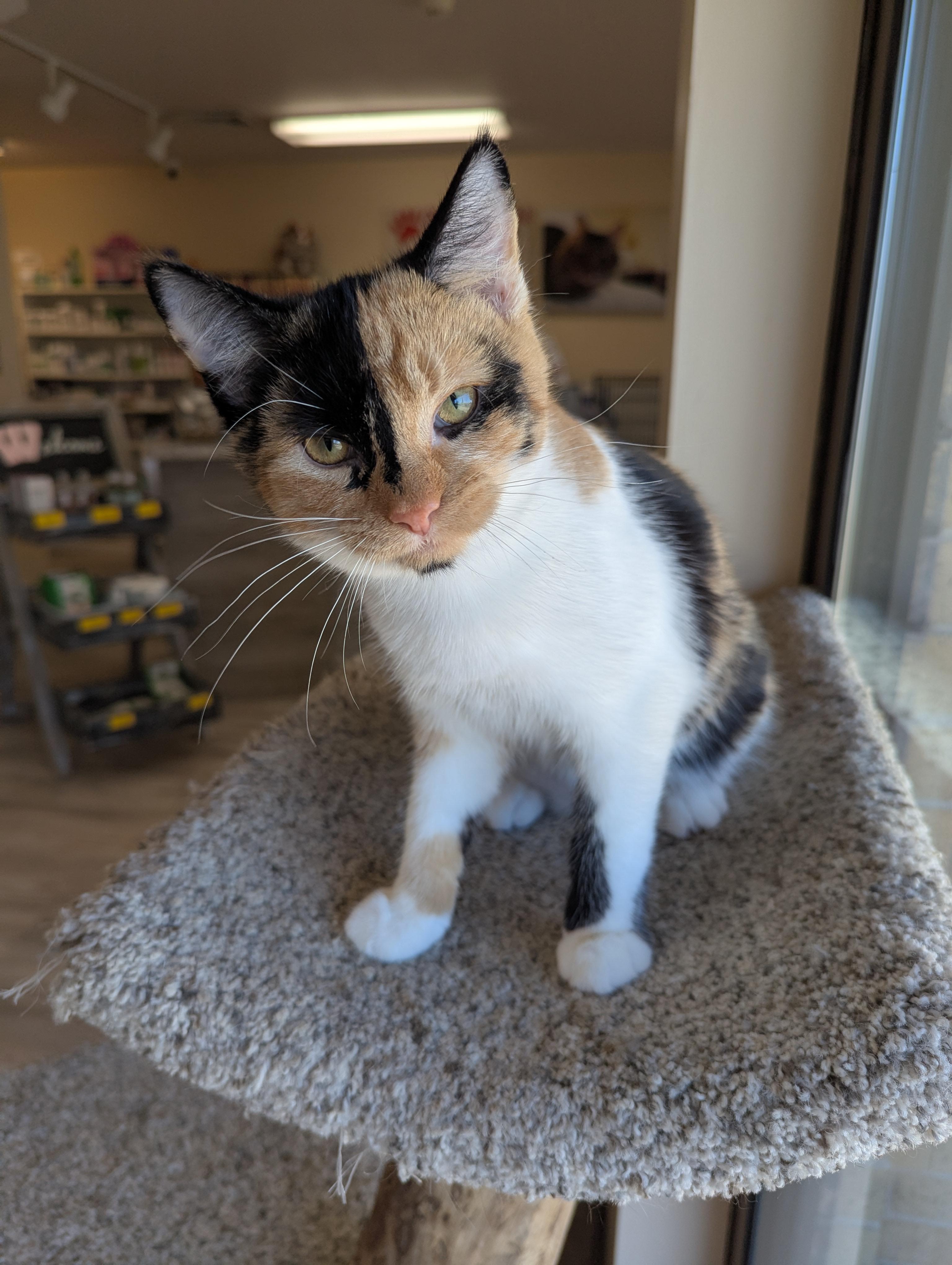 Magnolia, a Adoptable Calico in Madison, WI image 2/5