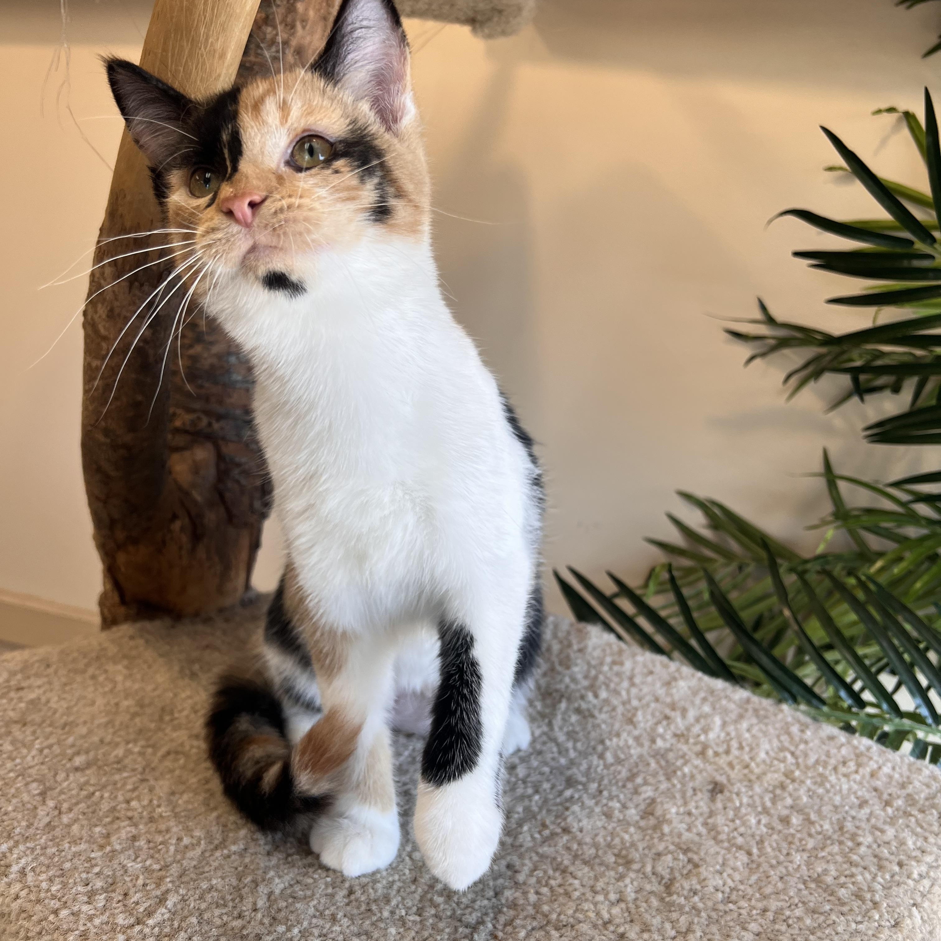 Magnolia, a Adoptable Calico in Madison, WI image 3/5