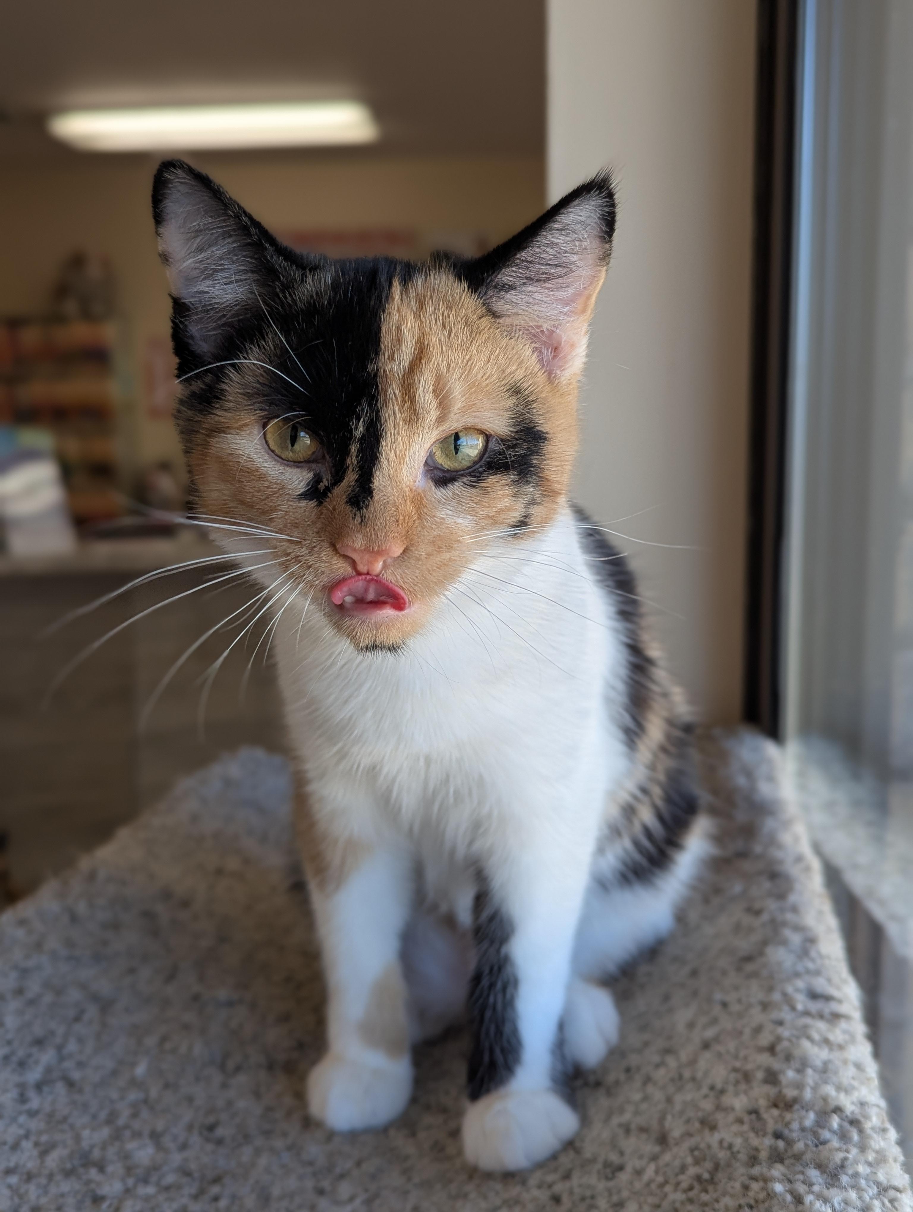 Magnolia, a Adoptable Calico in Madison, WI image 4/5