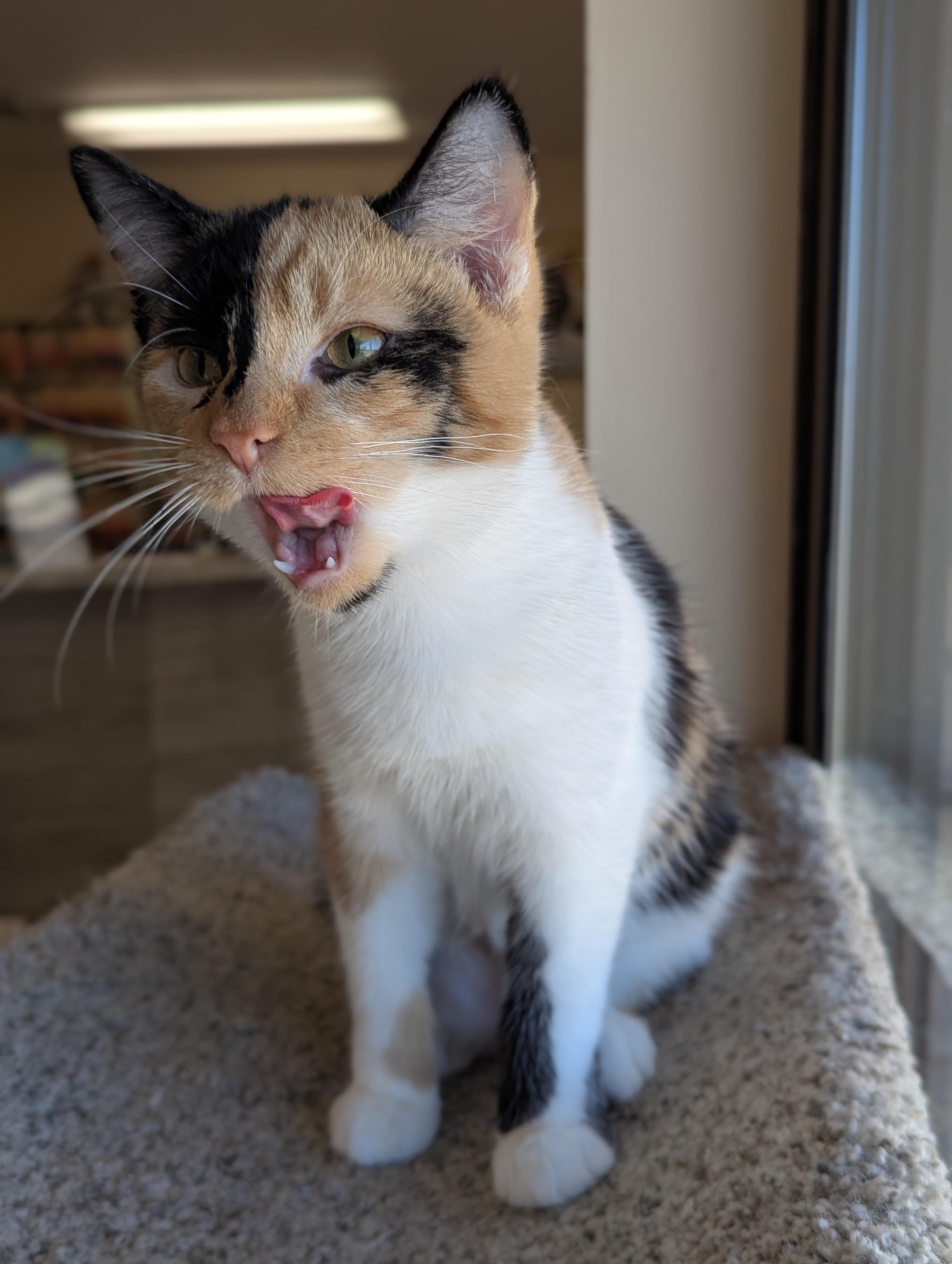 Magnolia, a Adoptable Calico in Madison, WI image 5/5