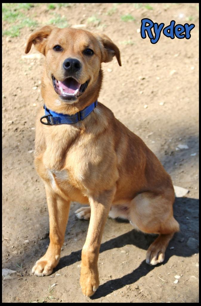 Enlarge Ryder, a ADOPTABLE mixed breed in Shippenville, PA image 1/6