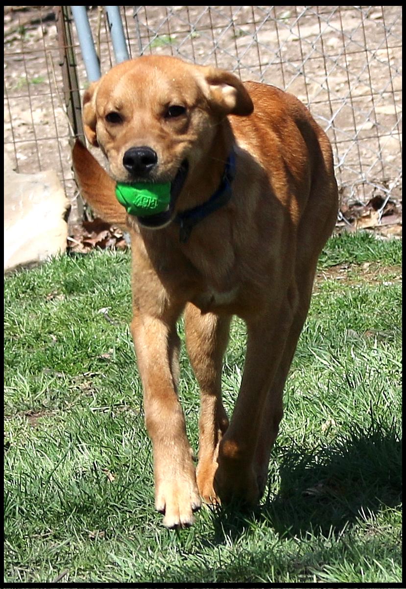 Enlarge Ryder, a ADOPTABLE mixed breed in Shippenville, PA image 4/6