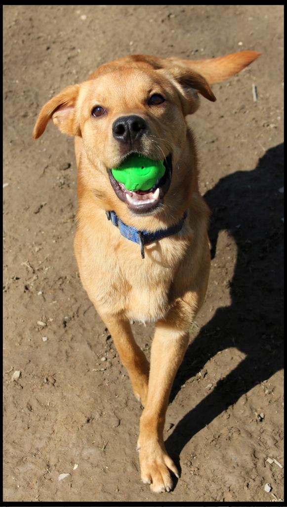 Enlarge Ryder, a ADOPTABLE mixed breed in Shippenville, PA image 3/6