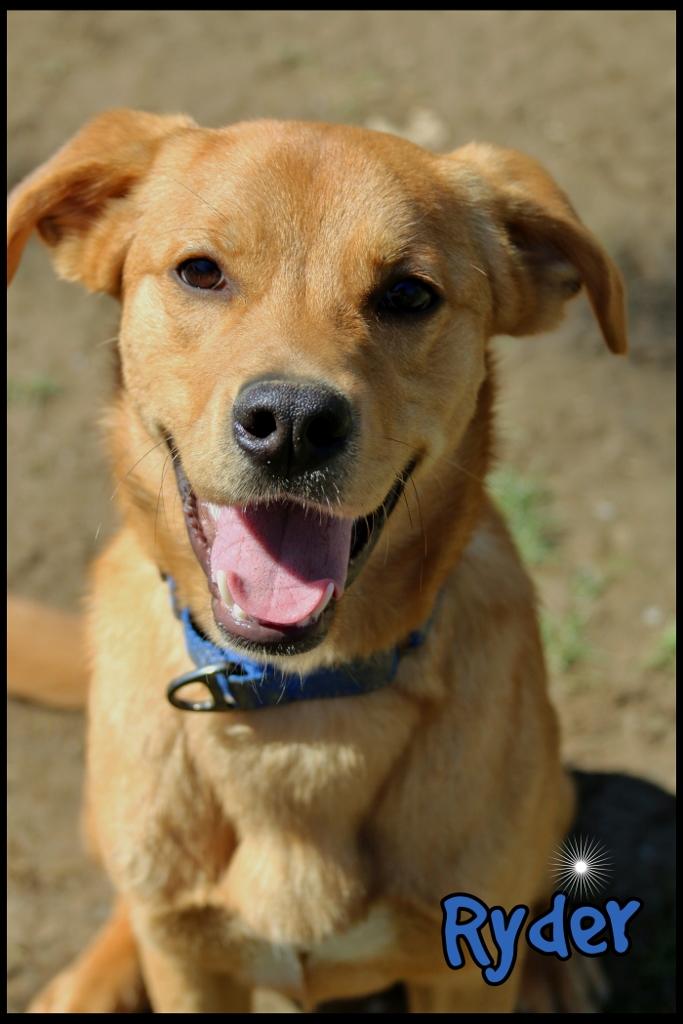 Enlarge Ryder, a ADOPTABLE mixed breed in Shippenville, PA image 2/6