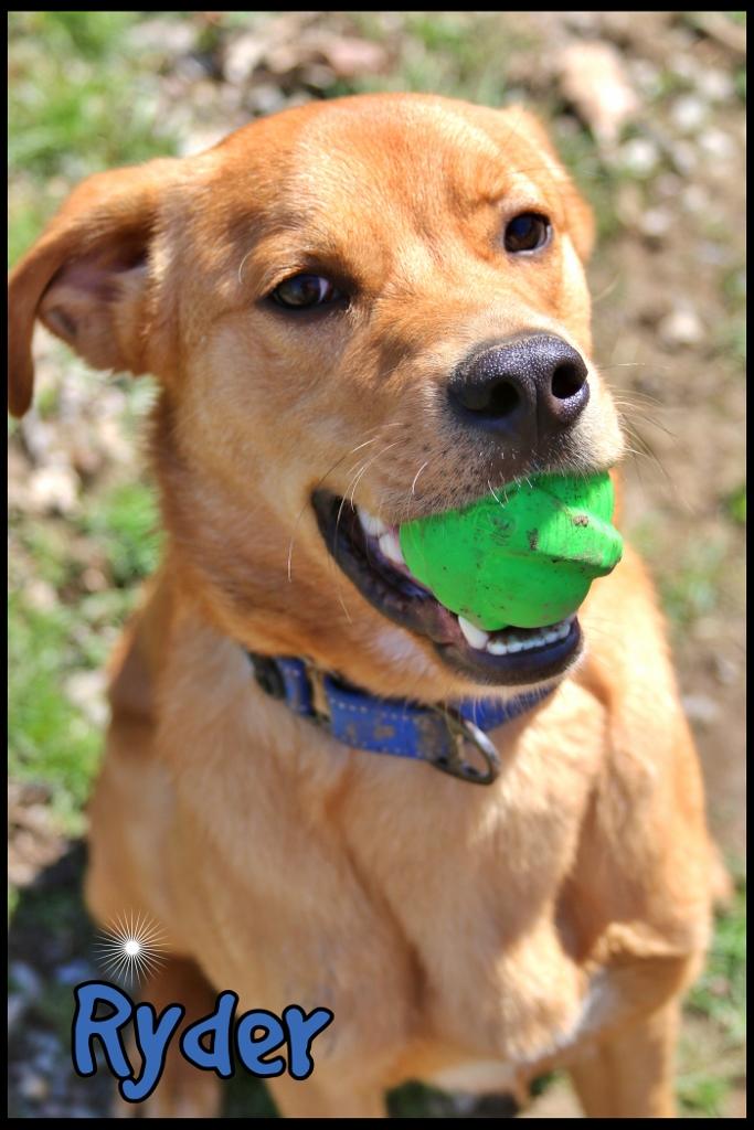 Enlarge Ryder, a ADOPTABLE mixed breed in Shippenville, PA image 5/6