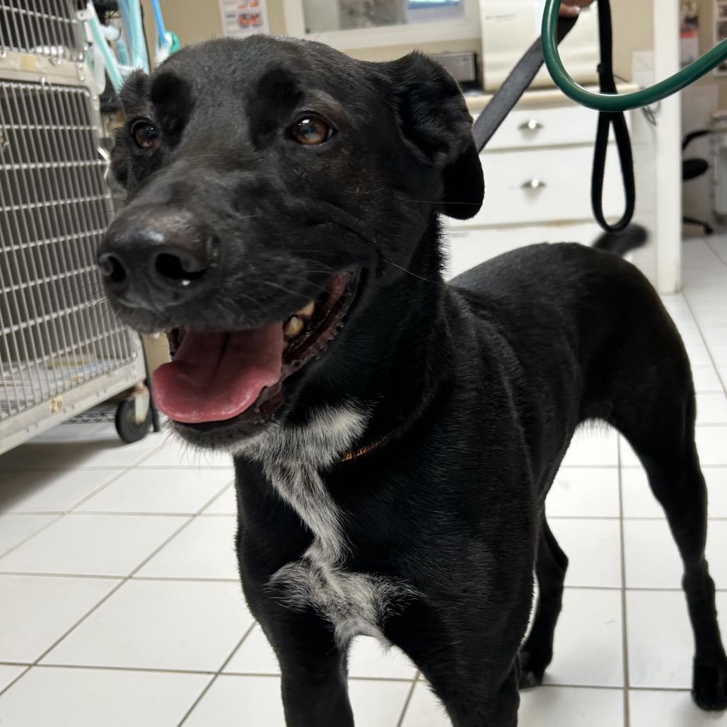 Enlarge Aero, a Adoptable Labrador Retriever in Ojai, CA image 1/5