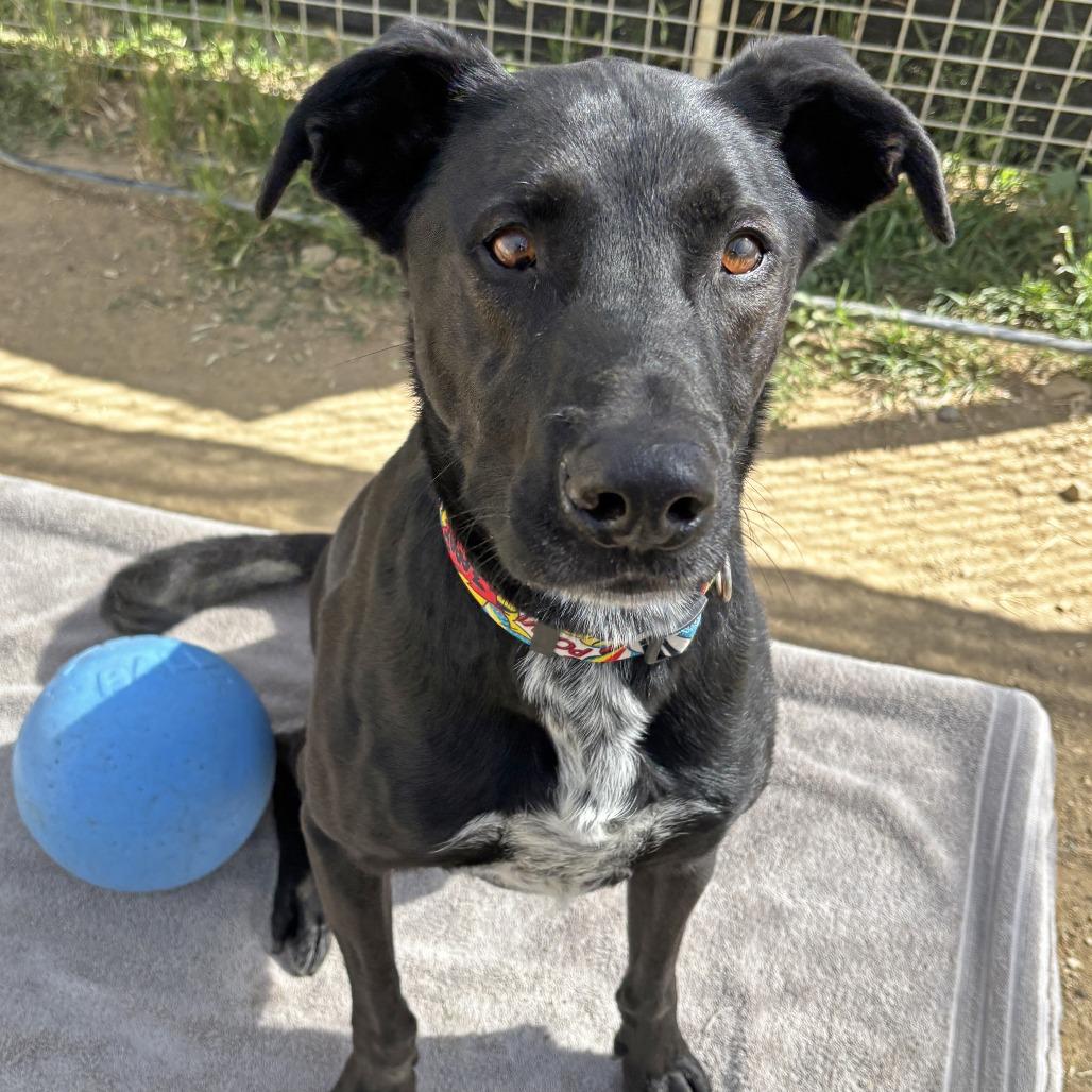 Enlarge Aero, a Adoptable Labrador Retriever in Ojai, CA image 2/5