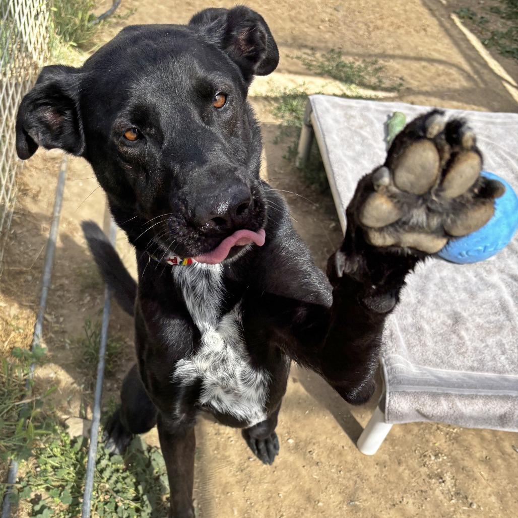 Enlarge Aero, a Adoptable Labrador Retriever in Ojai, CA image 3/5