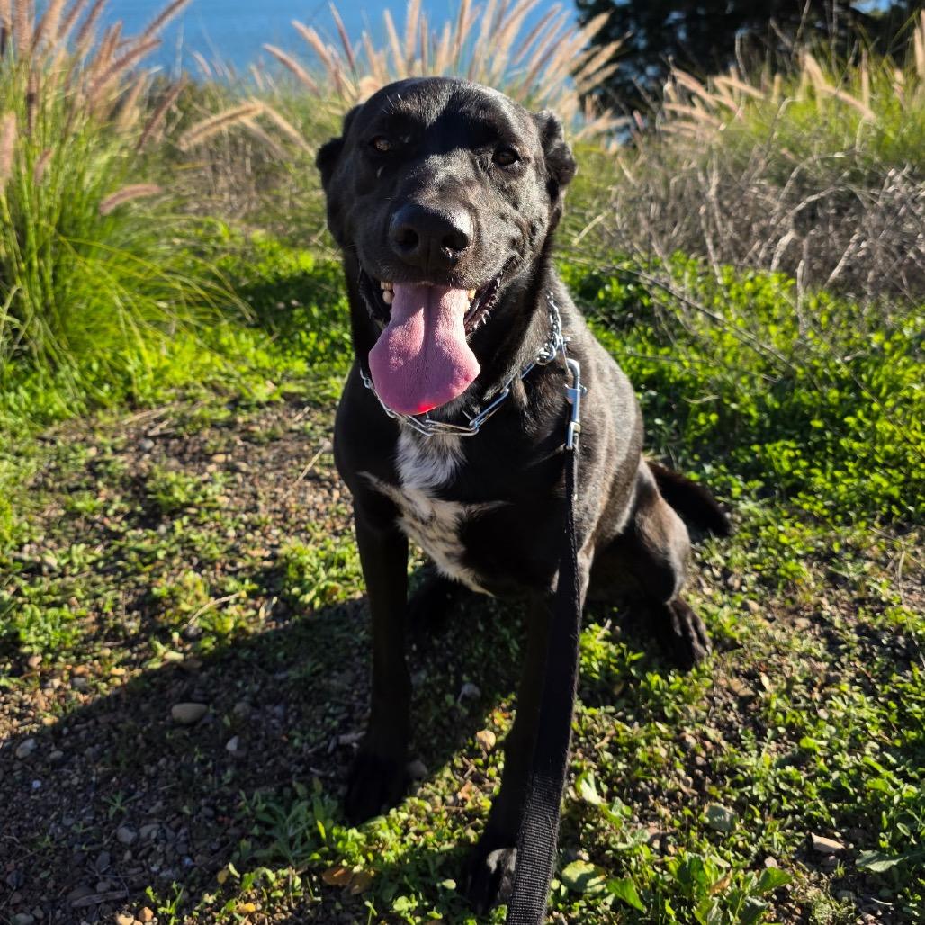 Enlarge Aero, a Adoptable Labrador Retriever in Ojai, CA image 4/5