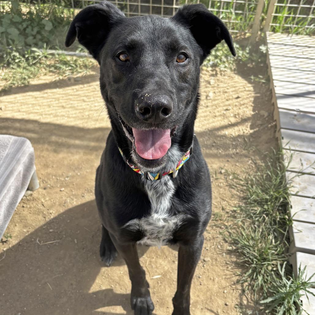 Enlarge Aero, a Adoptable Labrador Retriever in Ojai, CA image 5/5
