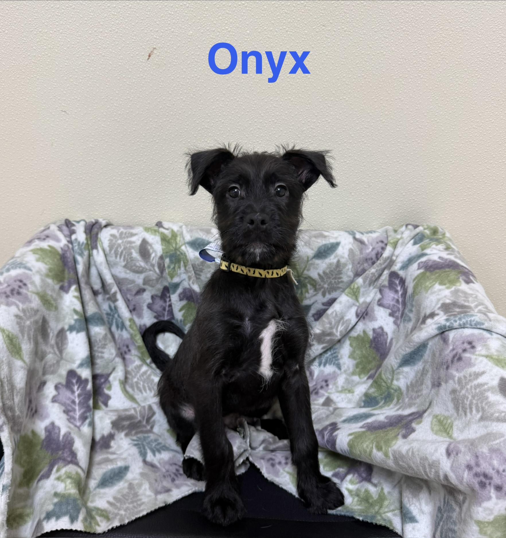 Onyx , a ADOPTABLE mixed breed in Douglas, MA image 1/5