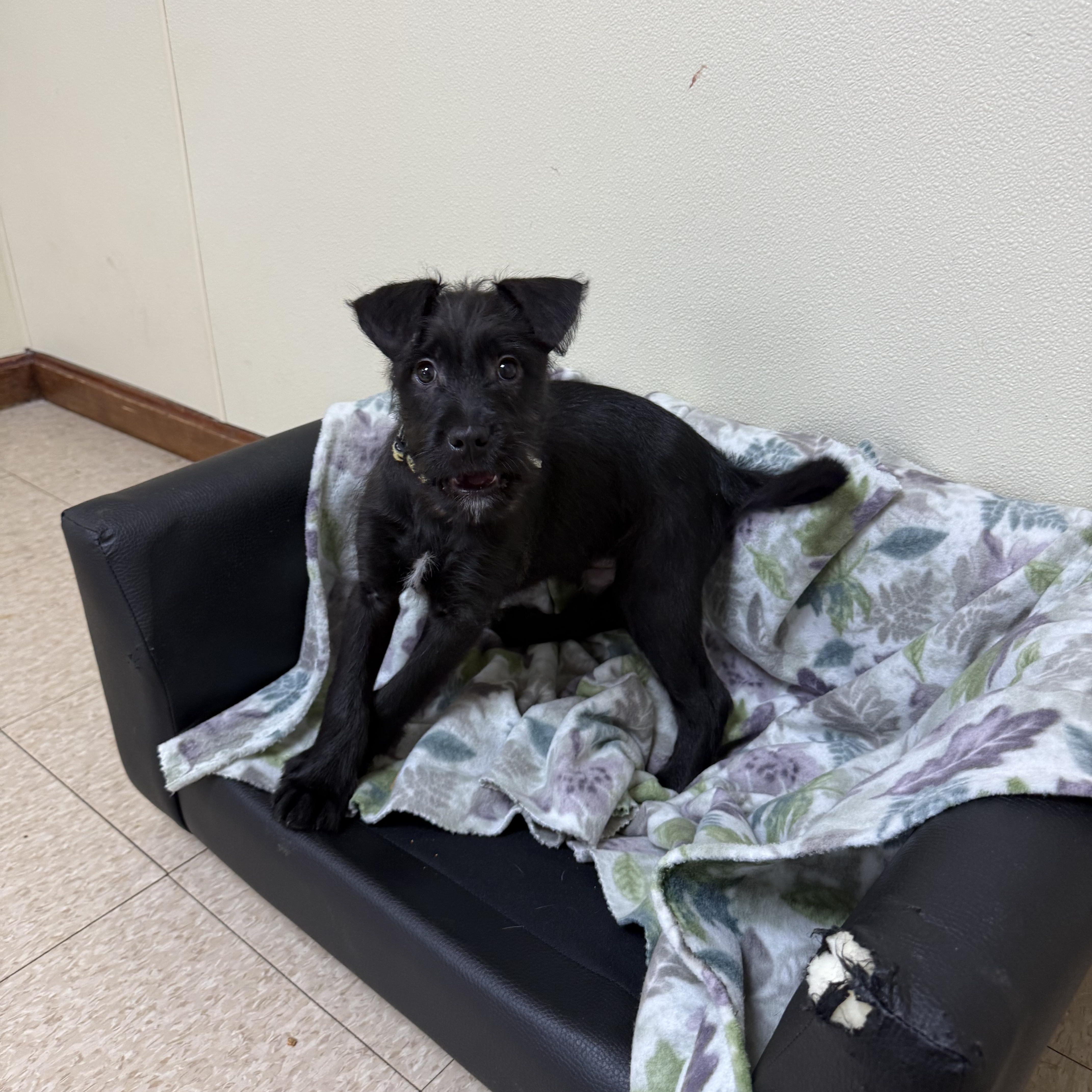 Onyx , a ADOPTABLE mixed breed in Douglas, MA image 5/5