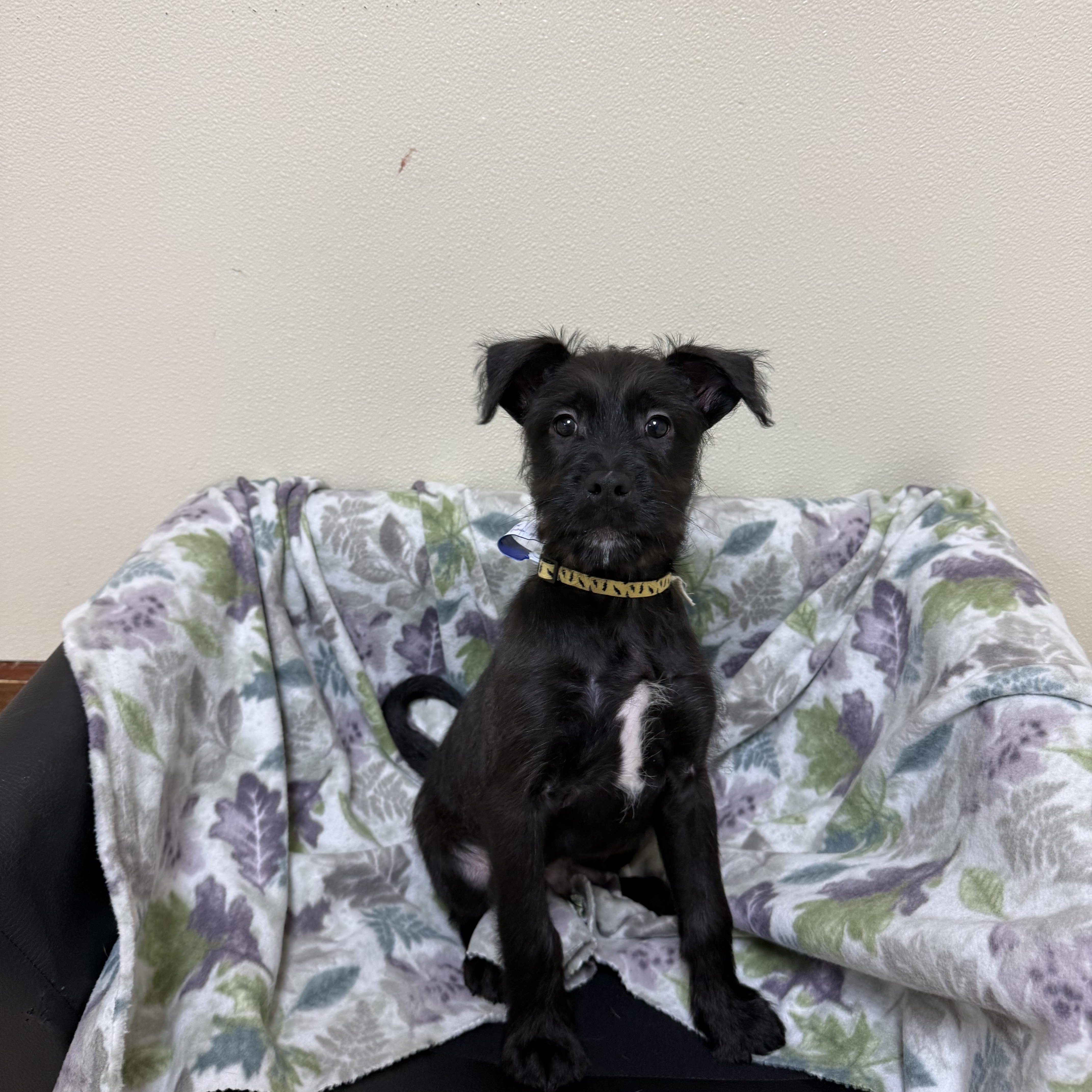 Onyx , a ADOPTABLE mixed breed in Douglas, MA image 2/5