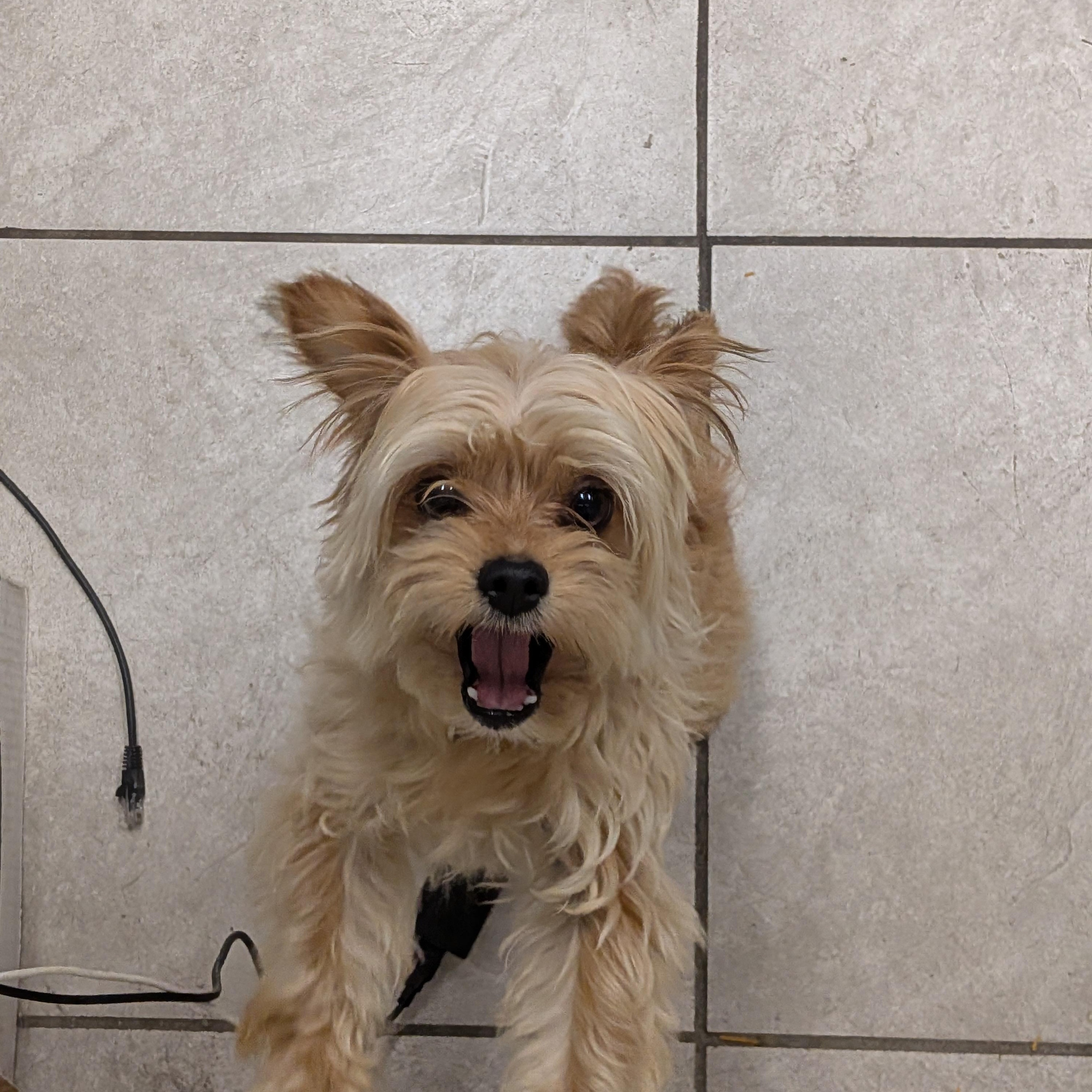Enlarge Pickles, an adoptable mixed breed in Hermiston, OR image 1/5