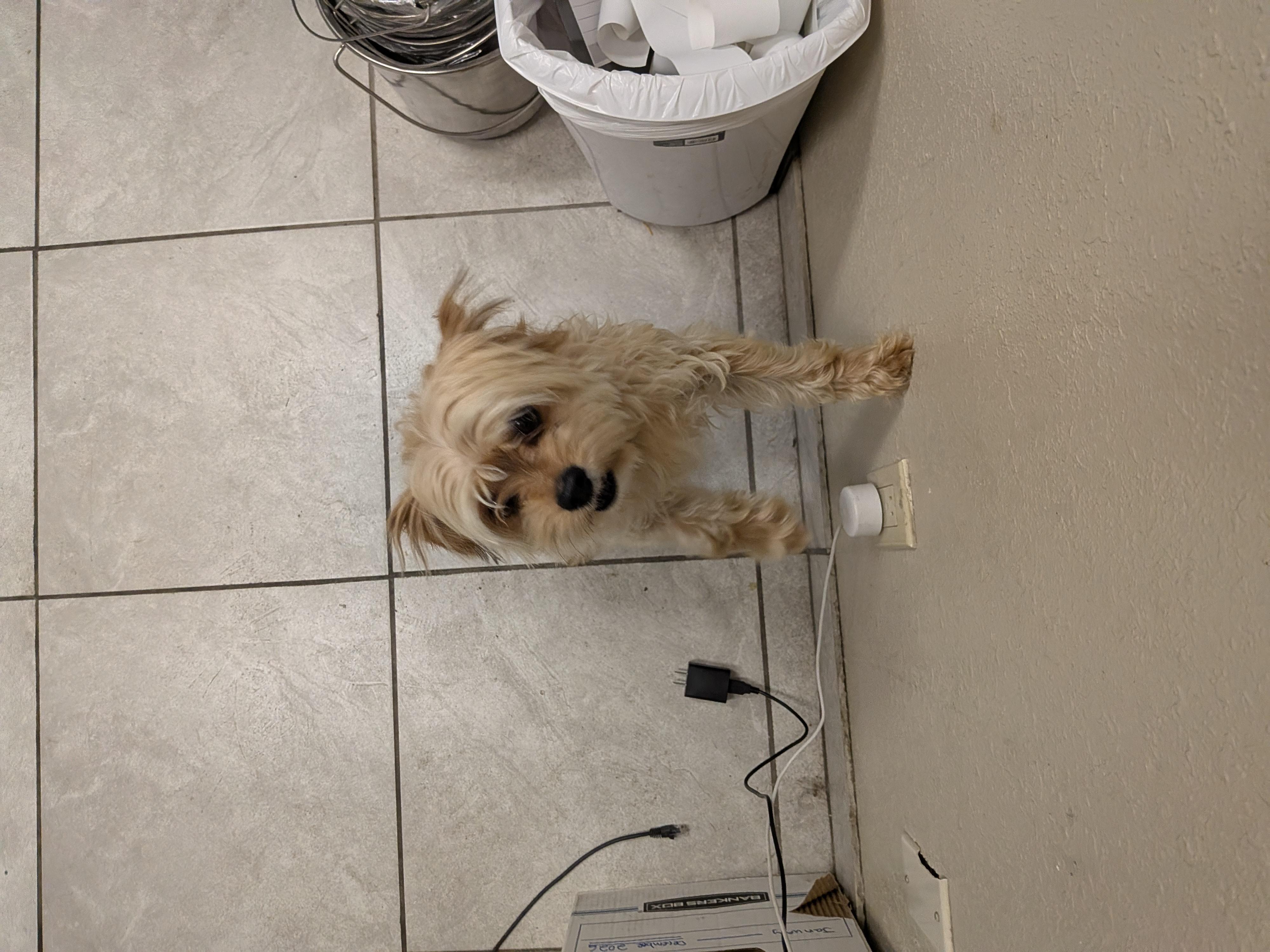Enlarge Pickles, an adoptable mixed breed in Hermiston, OR image 3/5