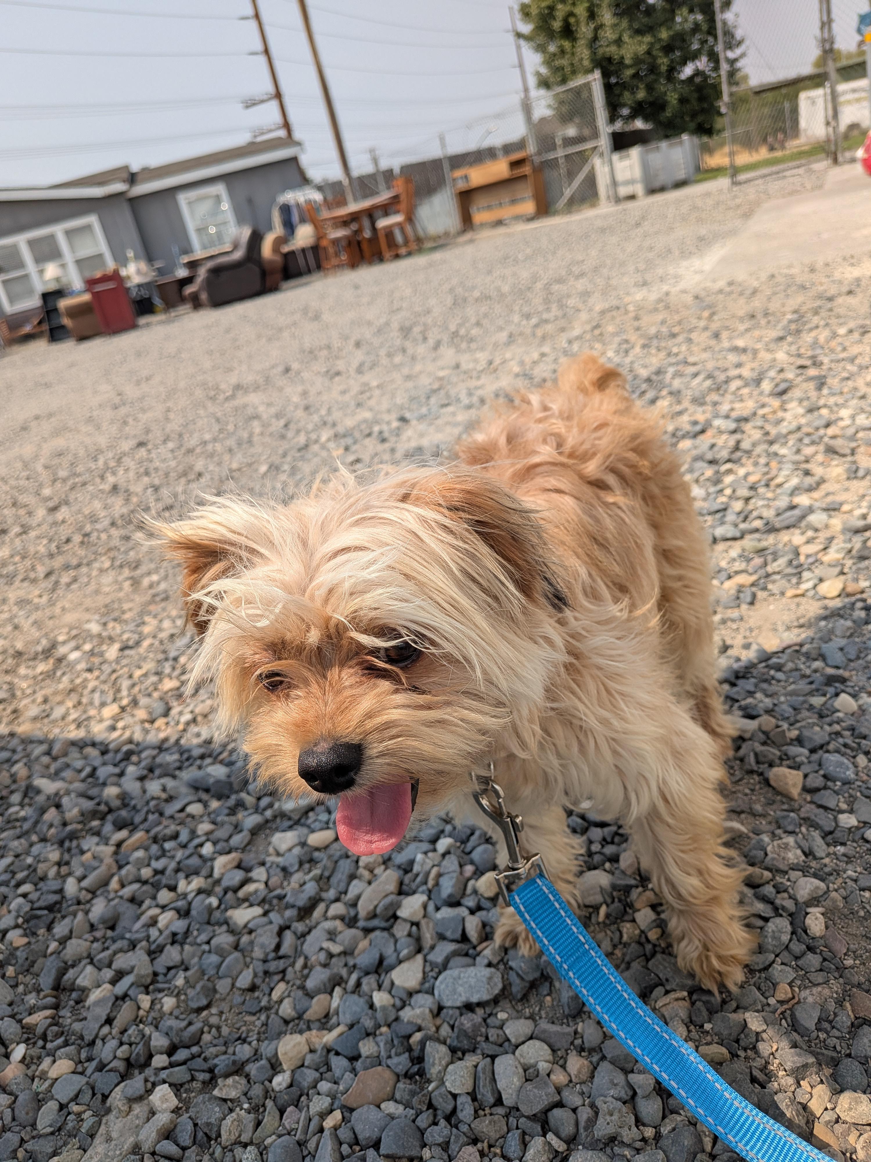 Enlarge Pickles, an adoptable mixed breed in Hermiston, OR image 4/5