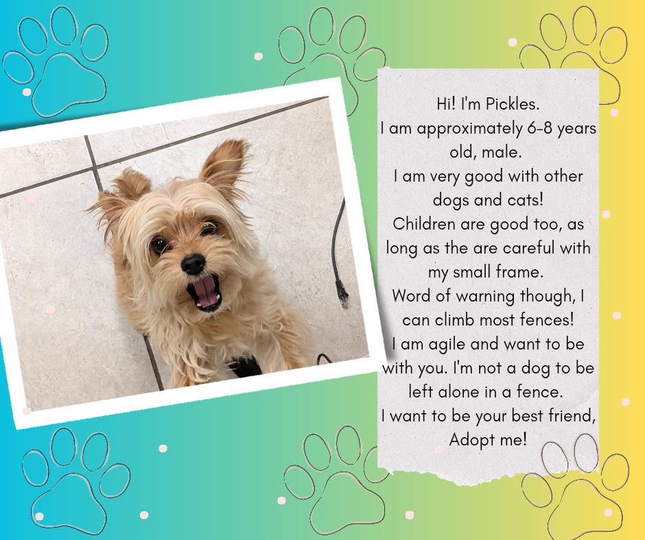 Enlarge Pickles, an adoptable mixed breed in Hermiston, OR image 2/5