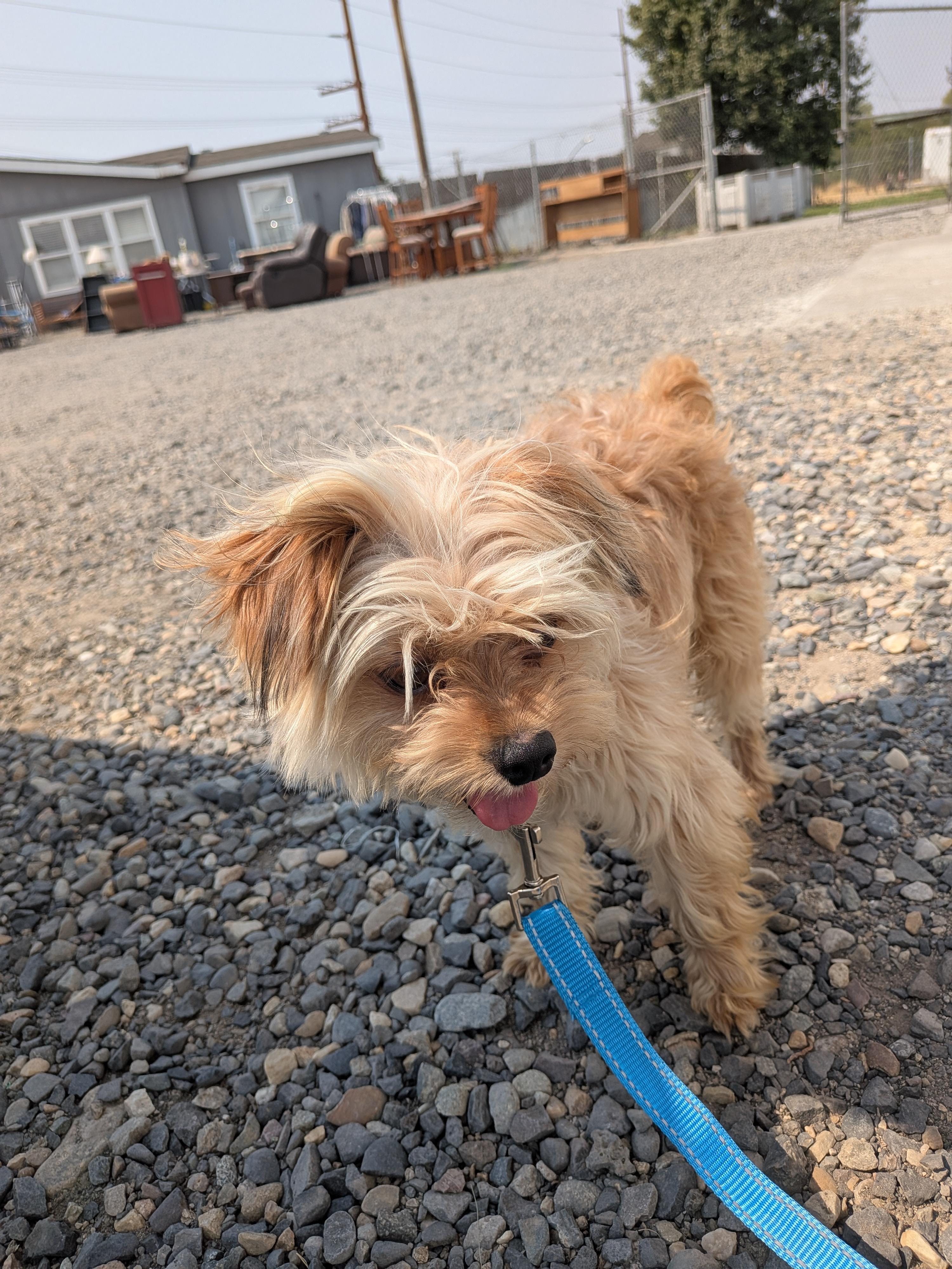 Enlarge Pickles, an adoptable mixed breed in Hermiston, OR image 5/5