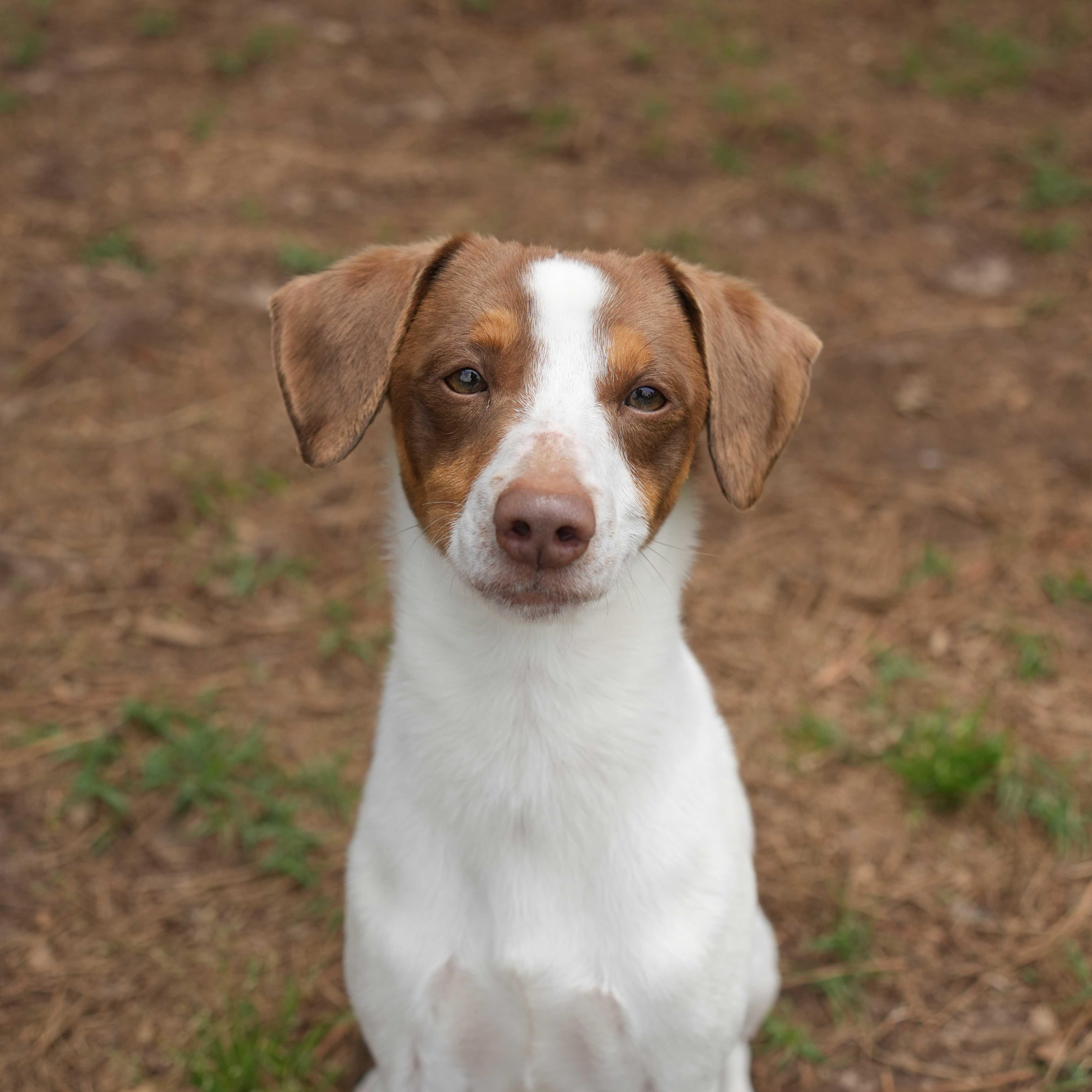 Tywin 63096, ADOPTABLE, Adult Male Mixed Breed.