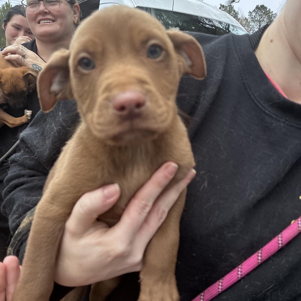CT Max, Adoptable, Puppy Male Labrador Retriever.