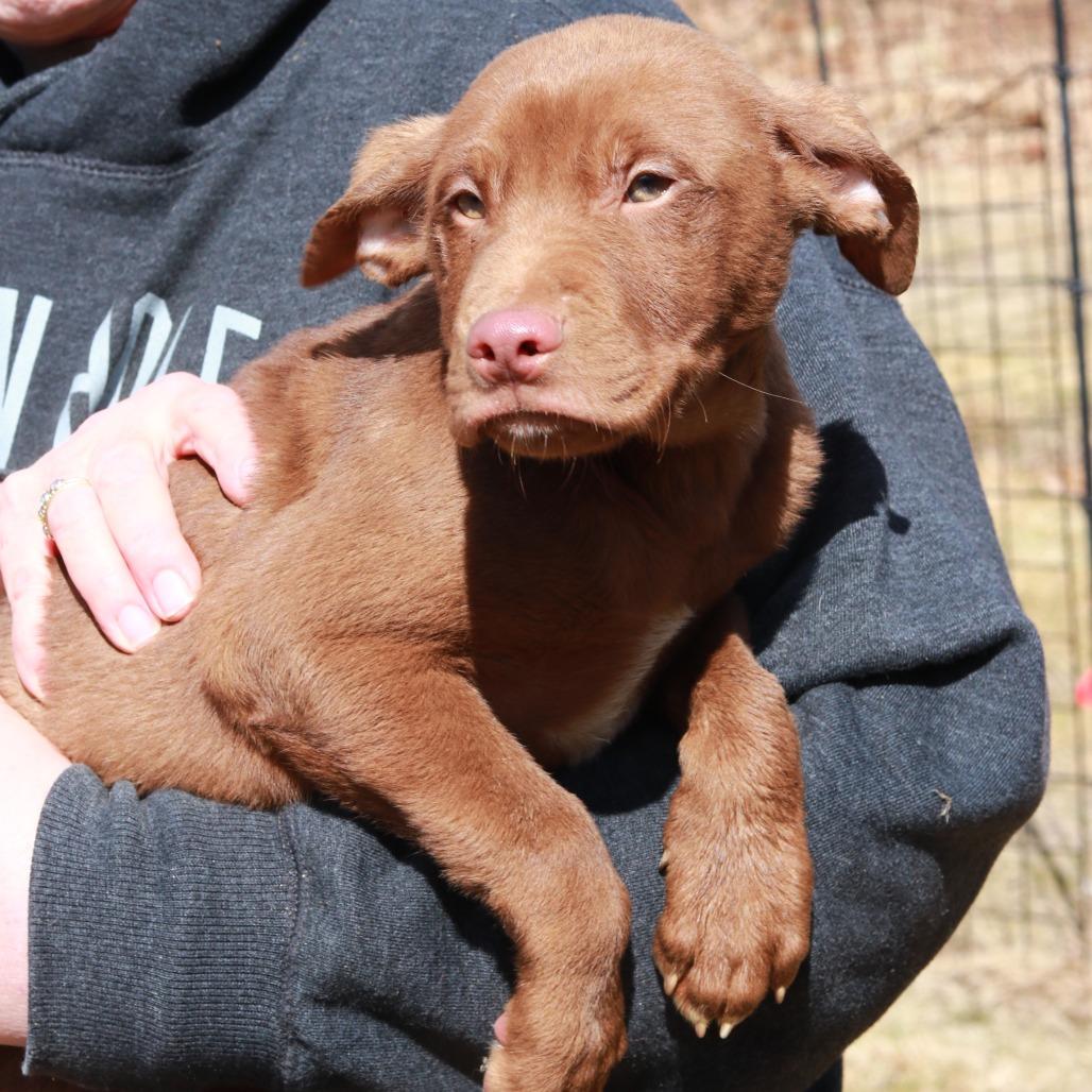 Enlarge CT Max, a Adoptable mixed breed in Stormville, NY image 2/4