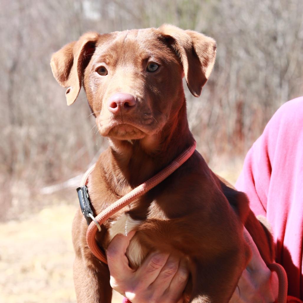 CT Max (Fostered in Tolland, CT), a Adoptable mixed breed in Stormville, NY image 3/6