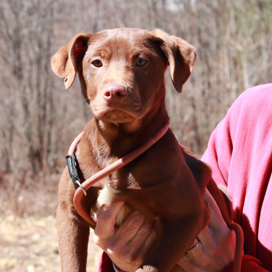 CT Max (Fostered in Tolland, CT), a Adoptable mixed breed in Stormville, NY image 4/6