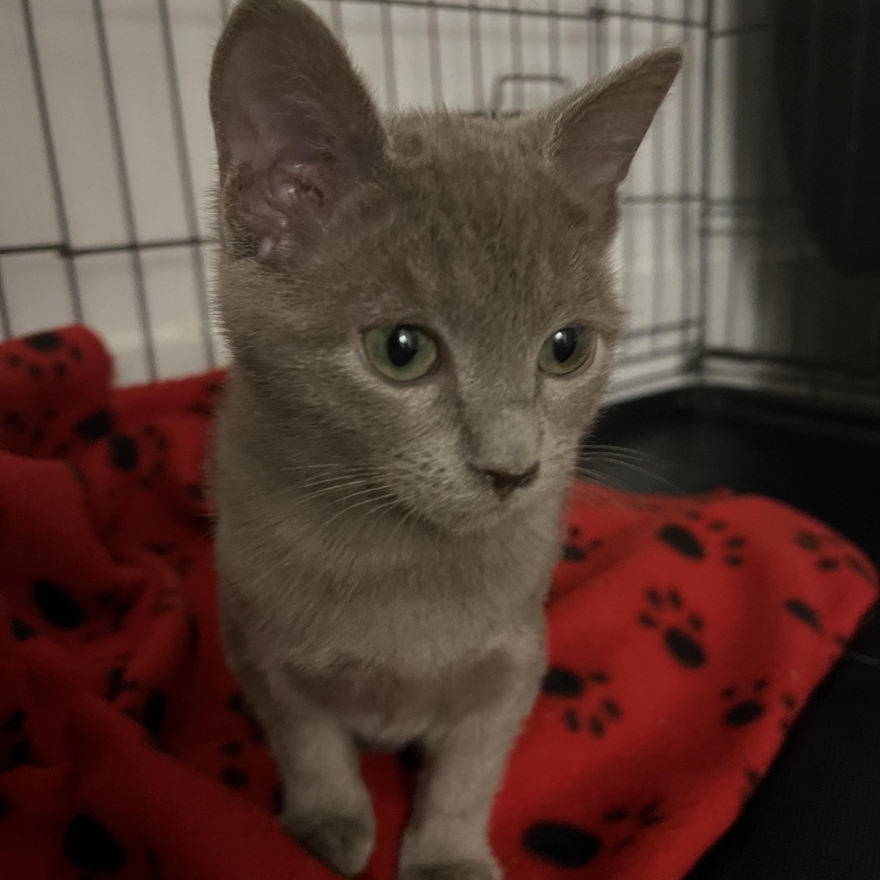 Enlarge Ginger Snap, an adopted Domestic Short Hair in San Luis Obispo, CA image 2/4