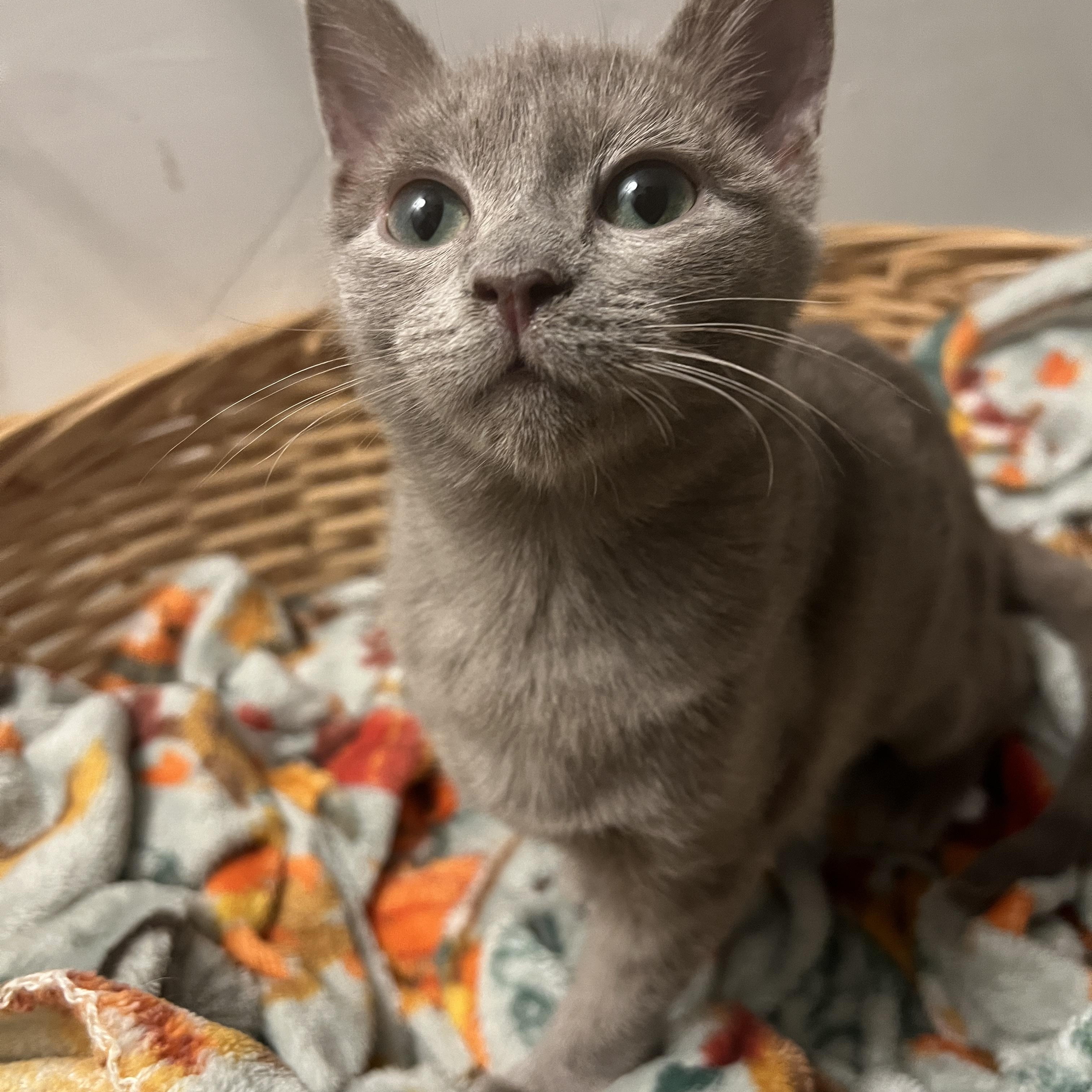 Enlarge Ginger Snap, an adopted Domestic Short Hair in San Luis Obispo, CA image 3/4