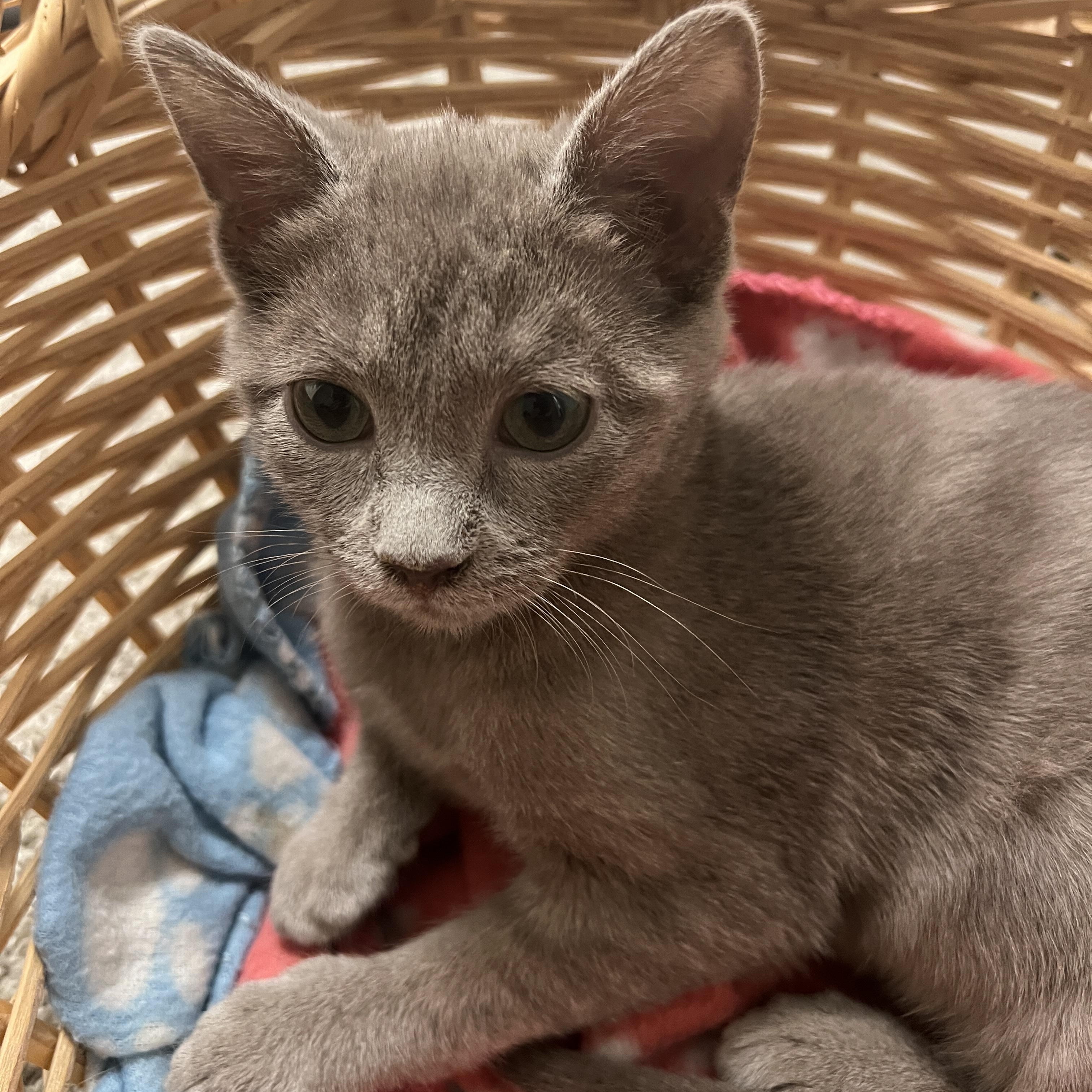 Ginger Snap, adopted, Kitten Female Domestic Short Hair.