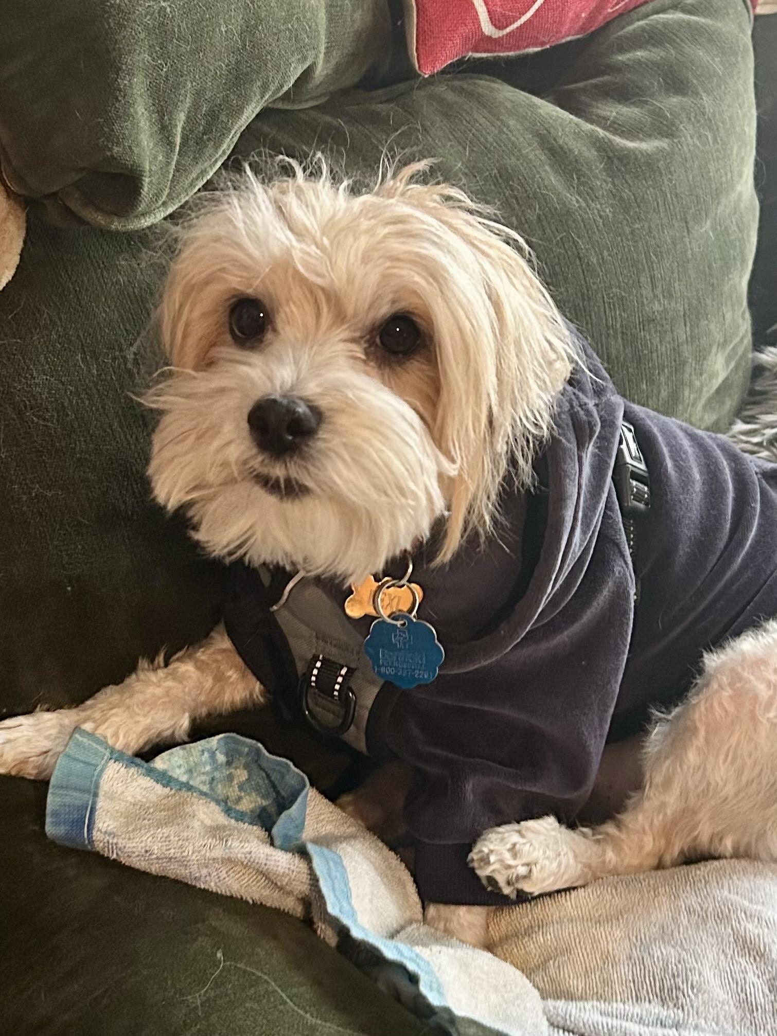 Enlarge Lexi, an adopted Havanese in POTOMAC, MD image 3/6