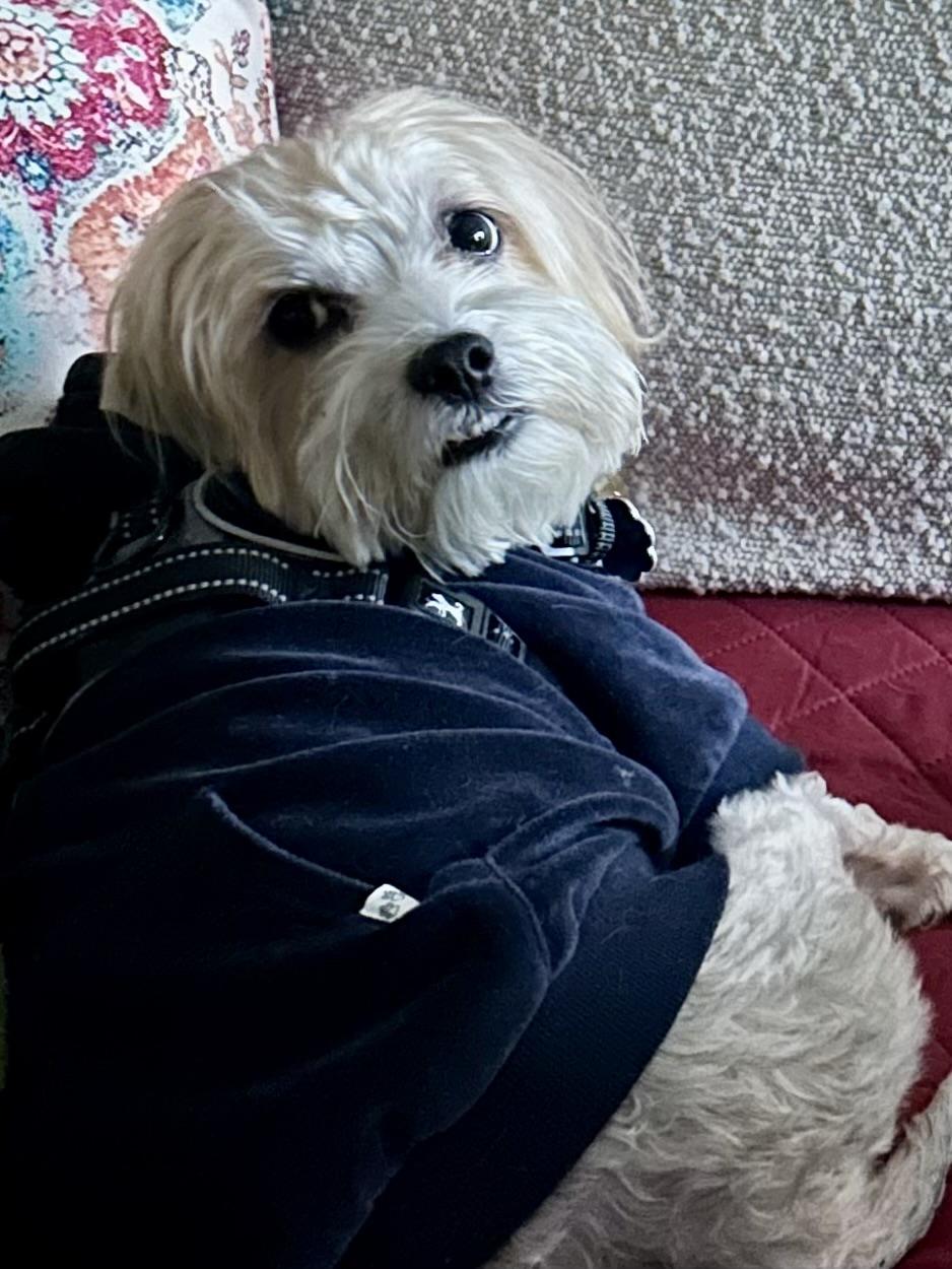 Enlarge Lexi, an adopted Havanese in POTOMAC, MD image 2/6