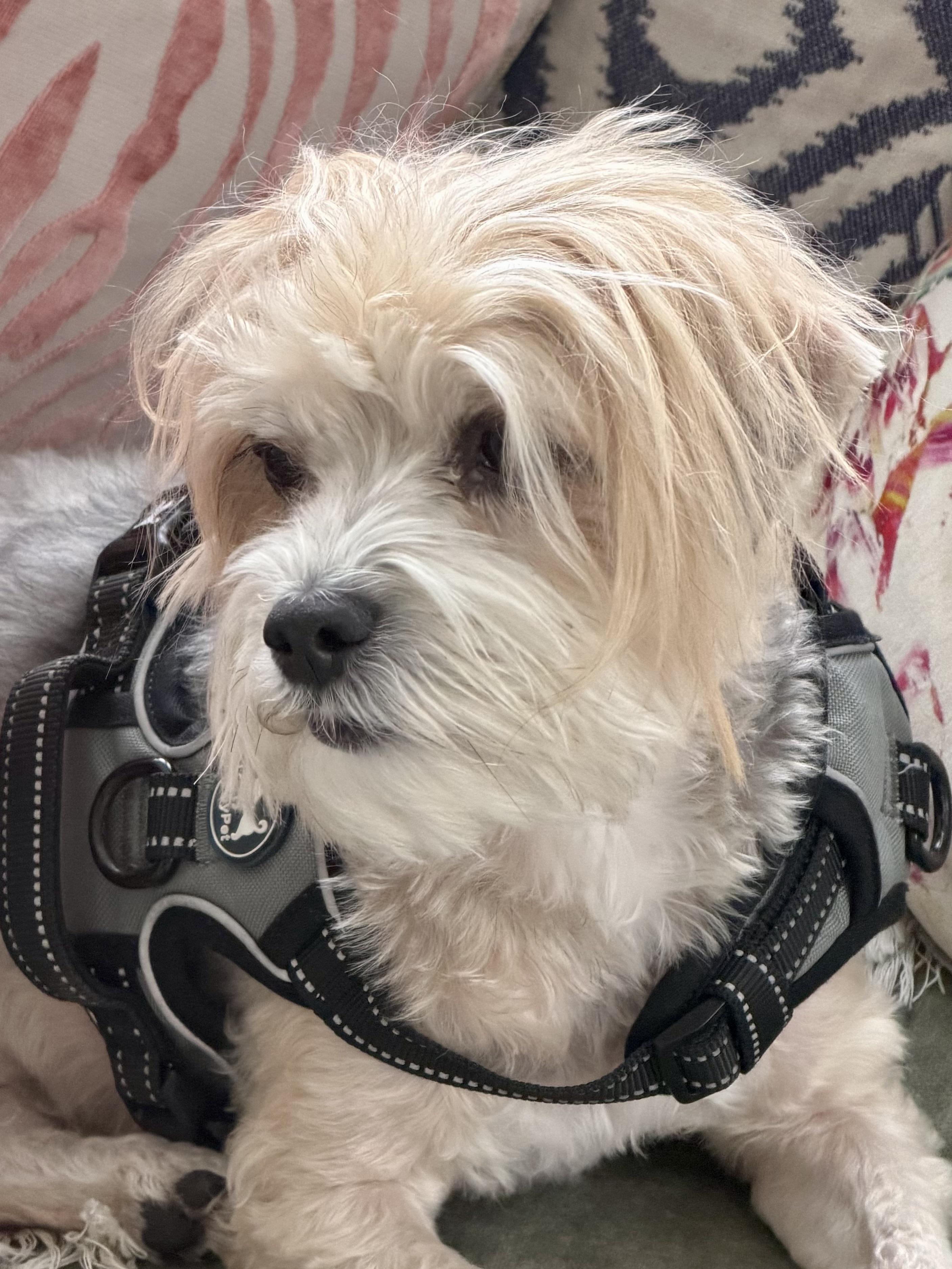 Enlarge Lexi, an adopted Havanese in POTOMAC, MD image 6/6