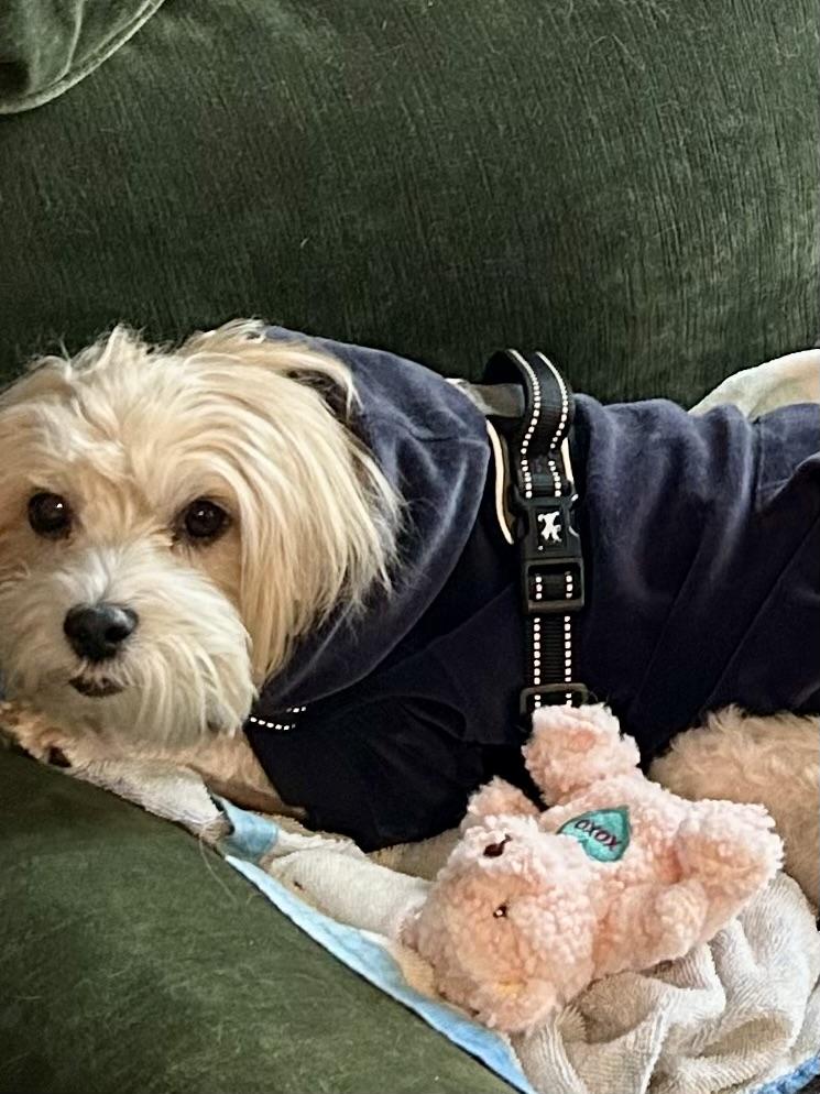 Enlarge Lexi, an adopted Havanese in POTOMAC, MD image 5/6