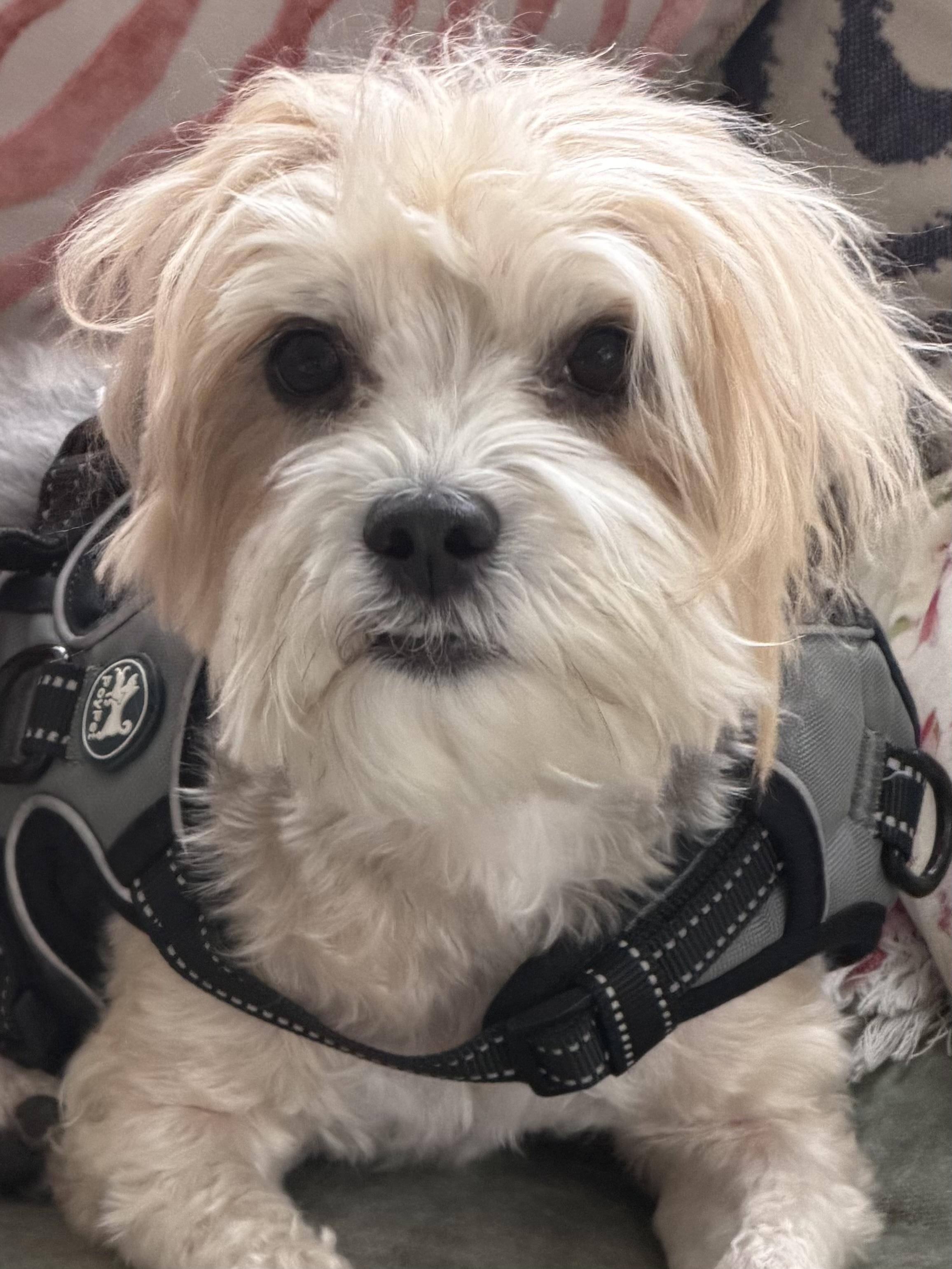 Lexi, adopted, Young Female Havanese.